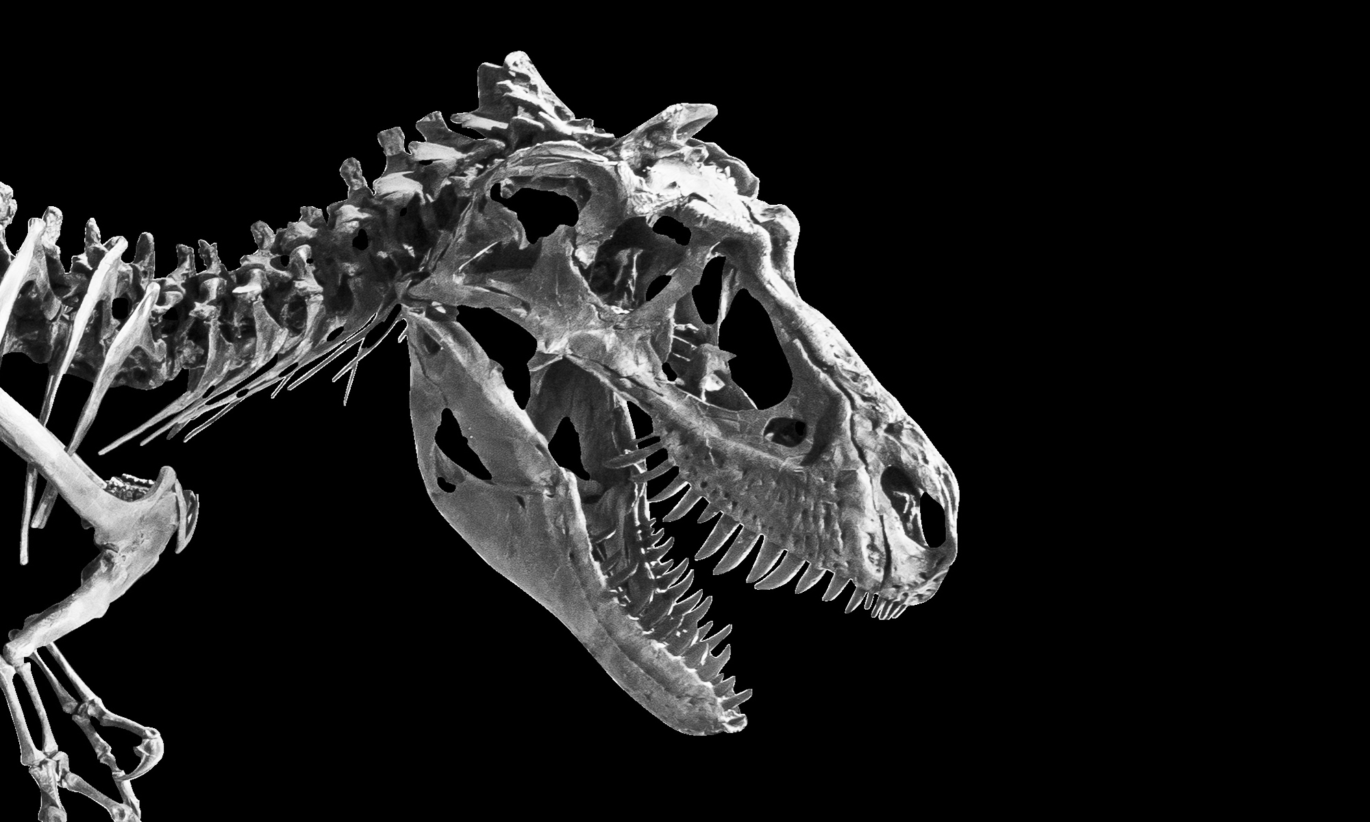 2000x1200 Here's what came after the death of the dinosaurs