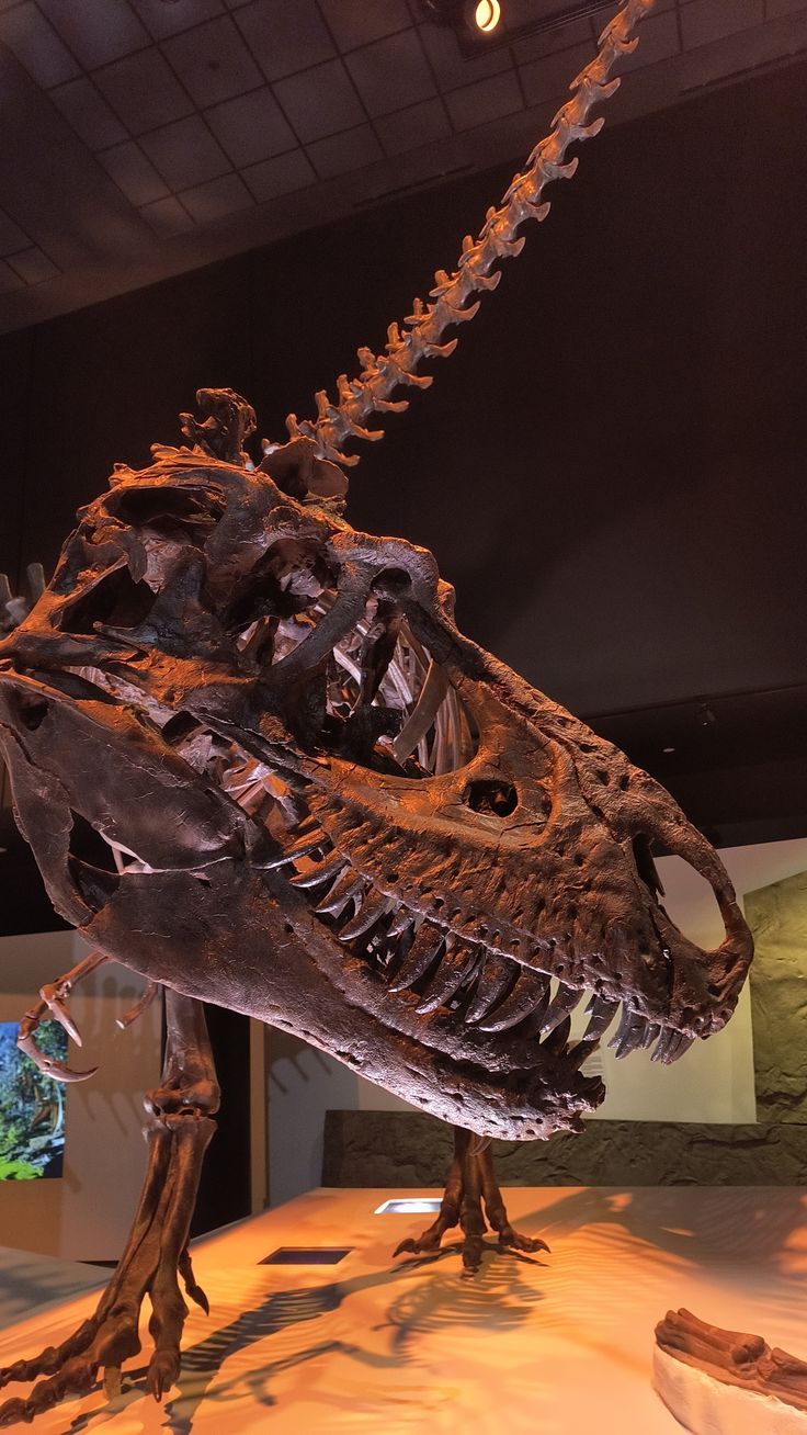 736x1308 T Rex Skeleton!