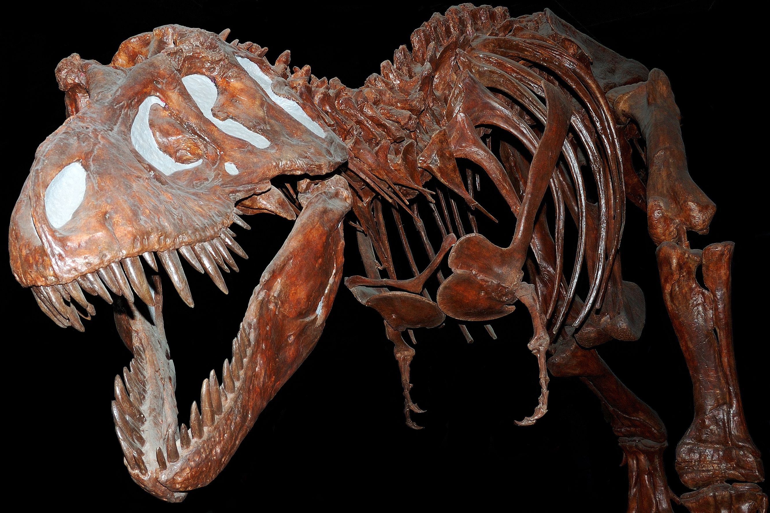 2666x1777 Fossil Tyranausaurus Rex at the Royal Tyrell Museum, Alberta