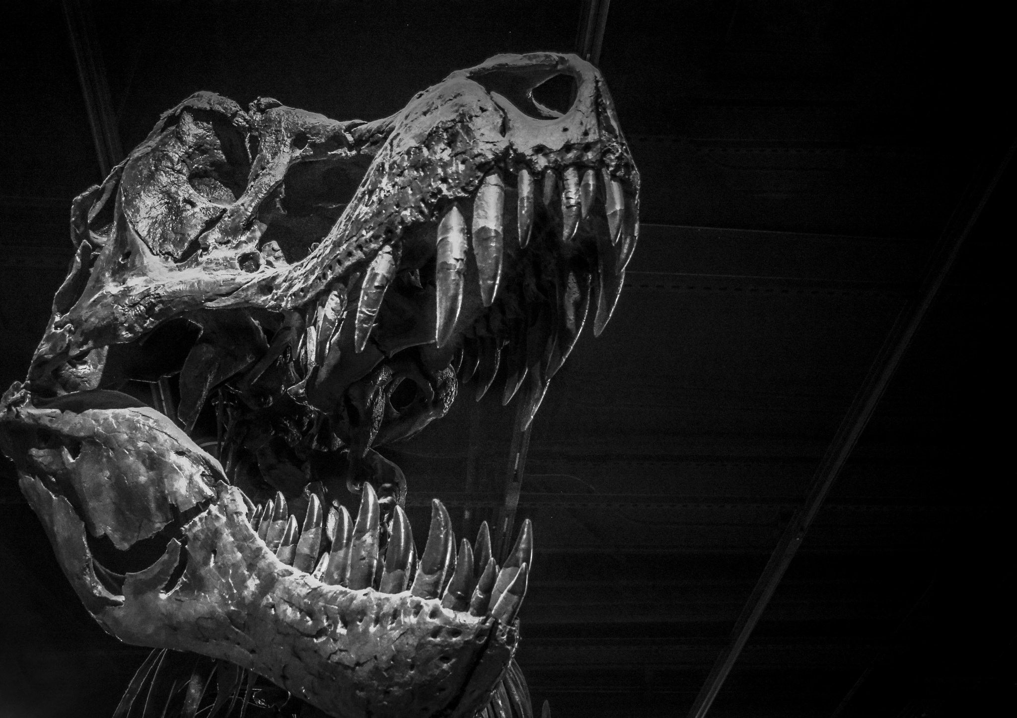 2048x1446 Dinosaur Bones Wallpaper