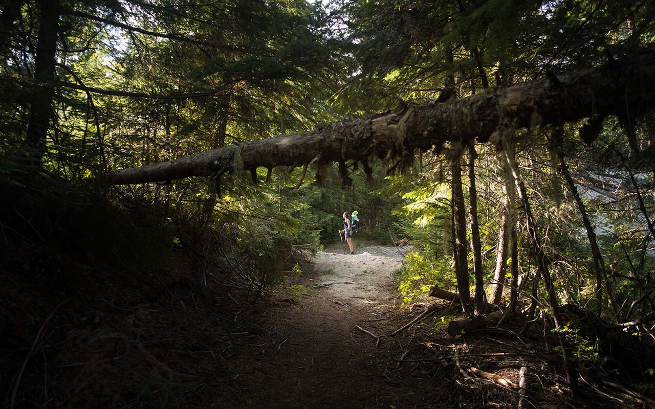 1280x800 WANDERING THRU. THE PACIFIC NORTHWEST TRAIL