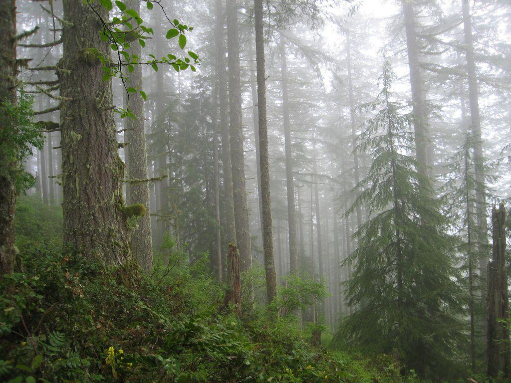 Pacific Northwest Rainforest Wallpapers - Top Free Pacific Northwest ...