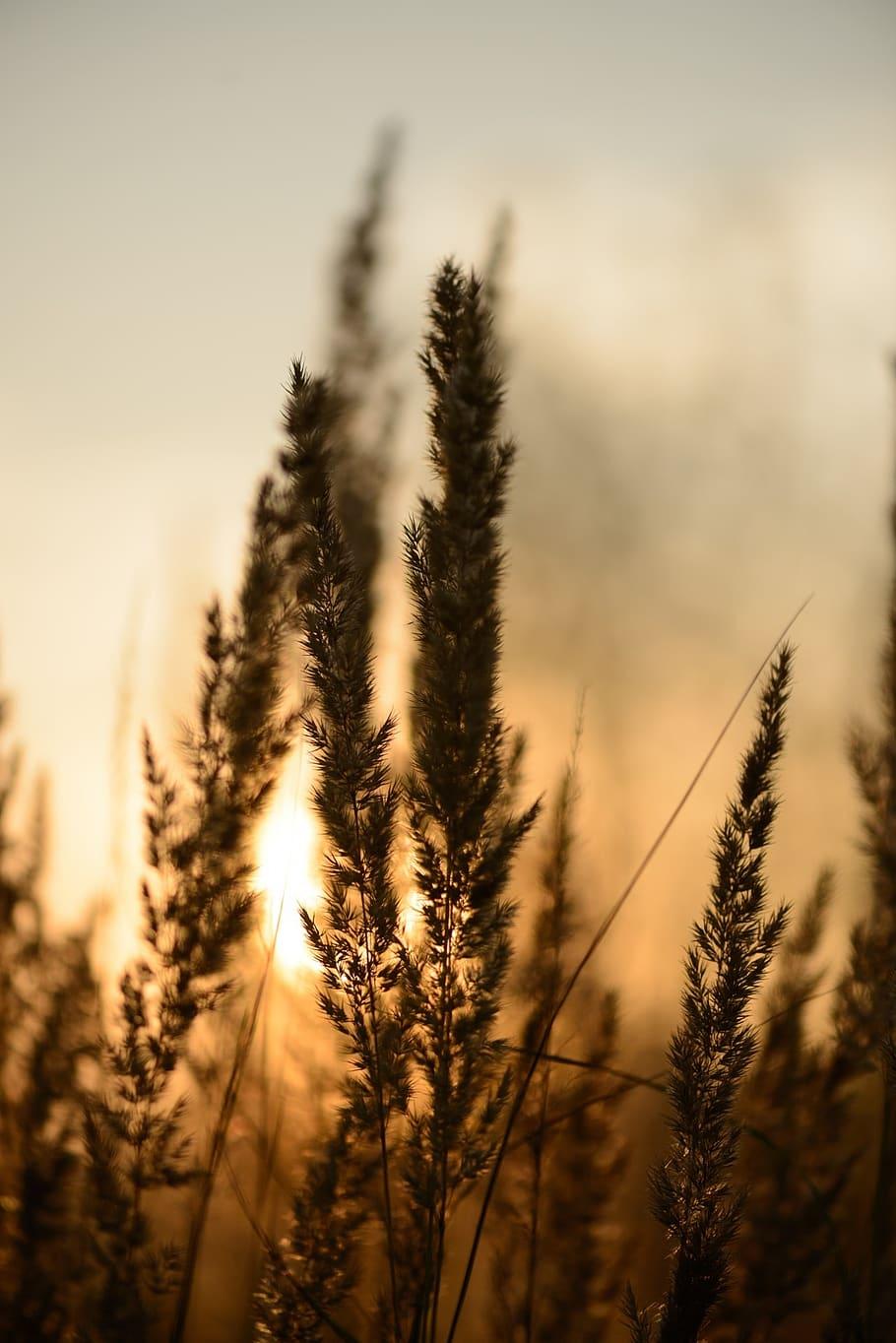 910x1364 sunset, abstract, abstract background, reeds, plants, bokeh, pond