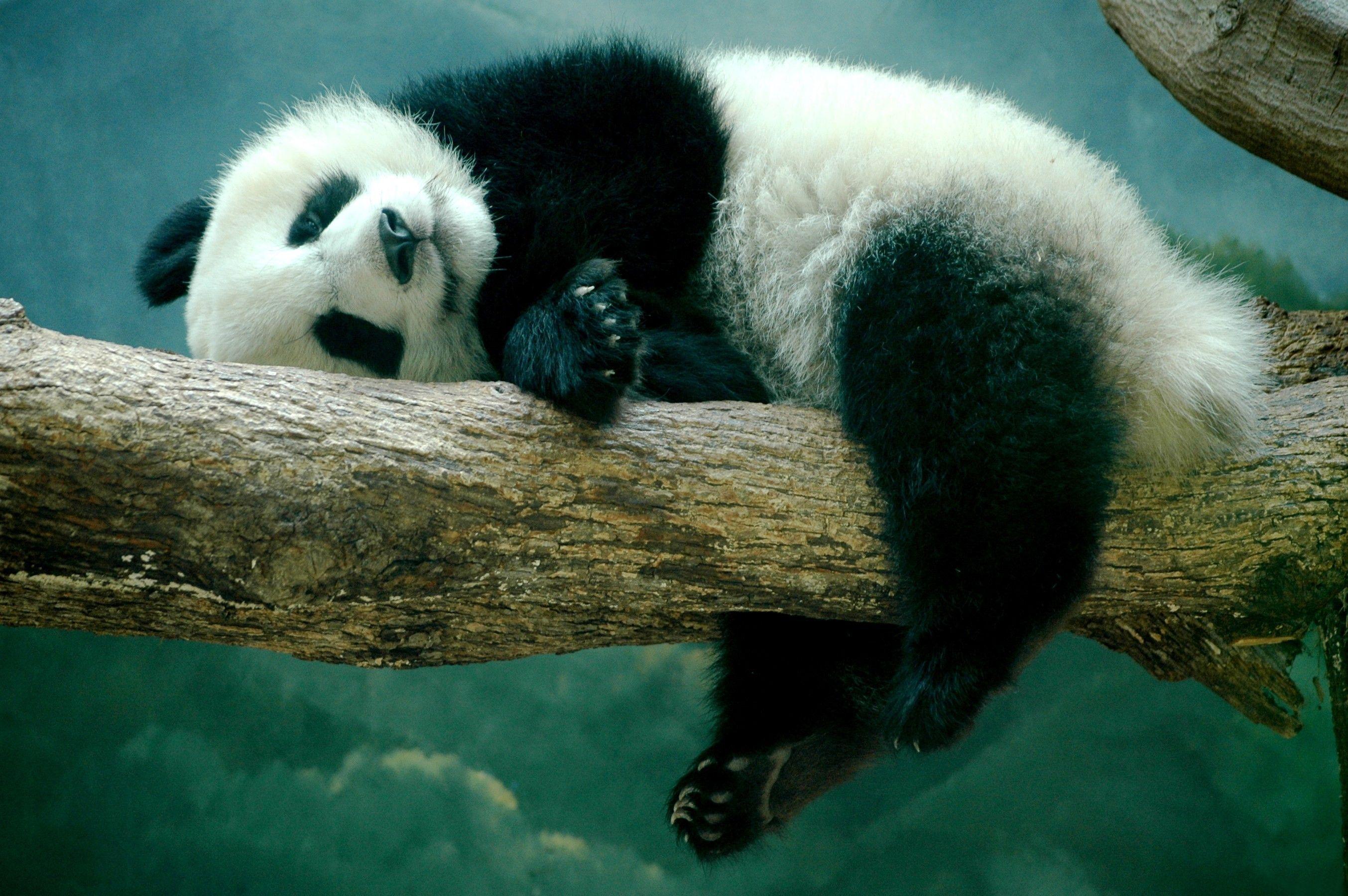 2707x1800 Cute Panda Wallpaper HD. Cute panda wallpaper, Panda image