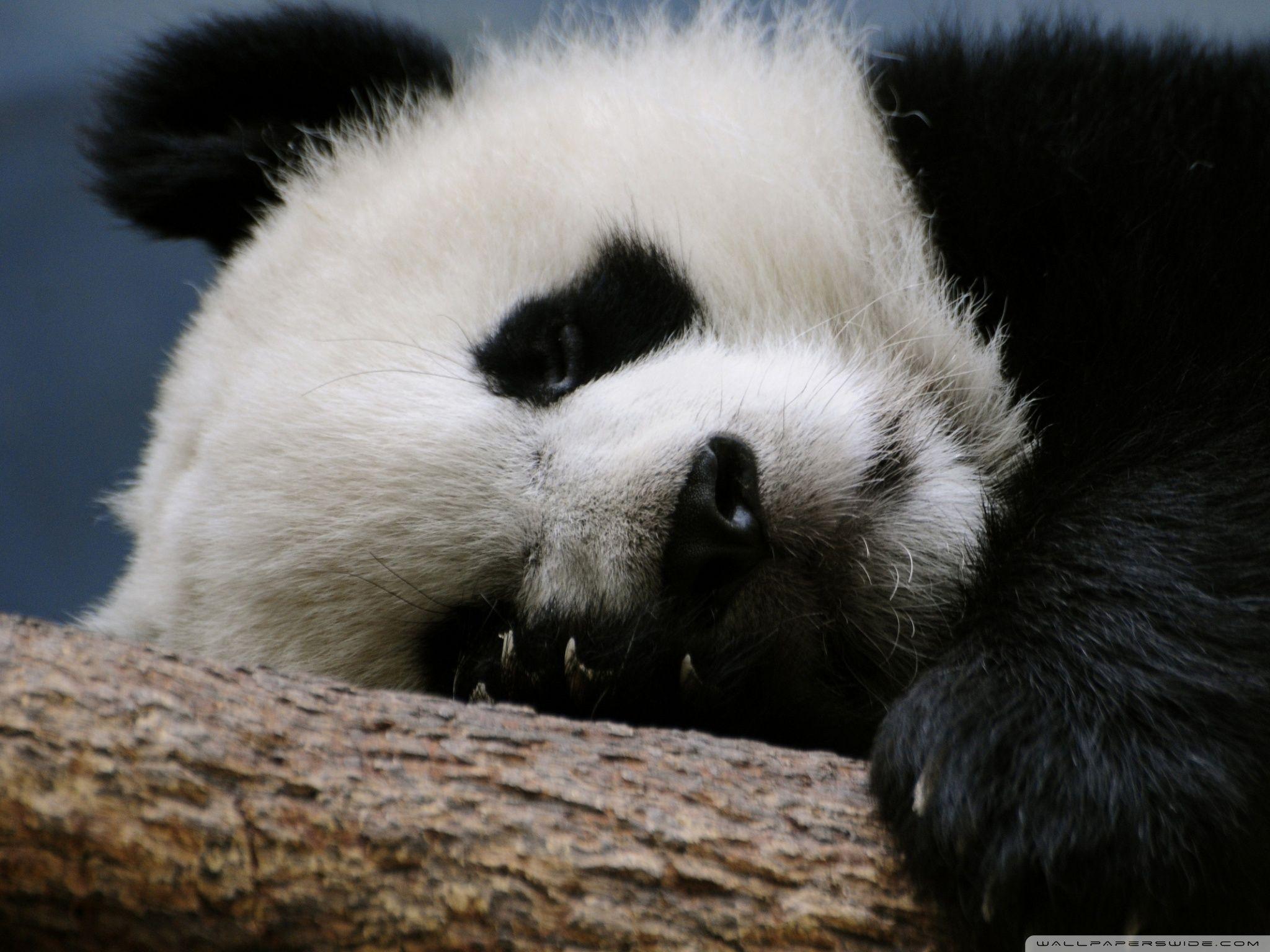 2048x1536 Sleeping Panda Ultra HD Desktop Background Wallpaper for 4K UHD TV