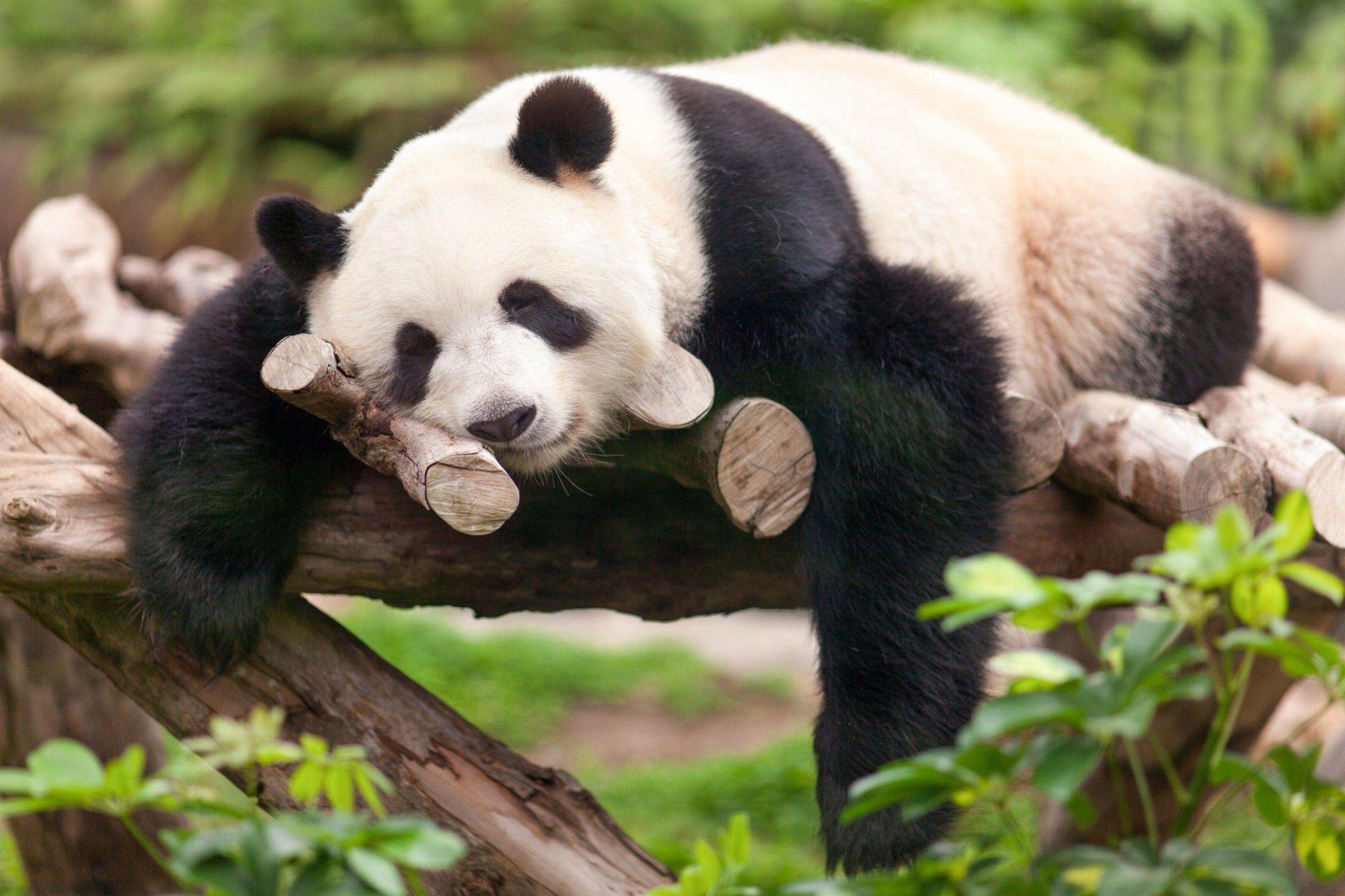 3600x2400 Sleeping Panda Animal 4k wallpaper.com • 4K