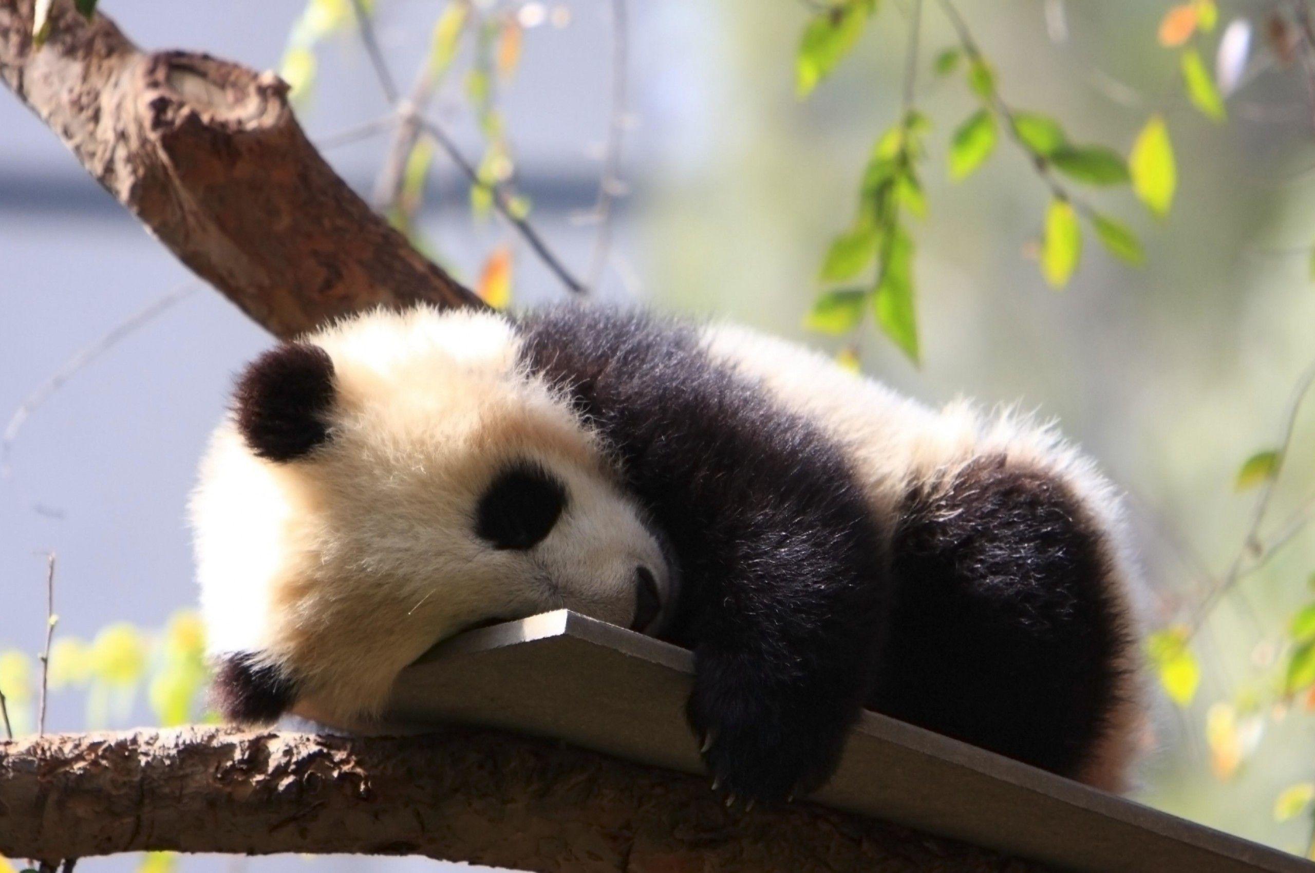 2560x1700 Download 2560x1700 Panda, Cute, Tree, Sleeping Wallpaper