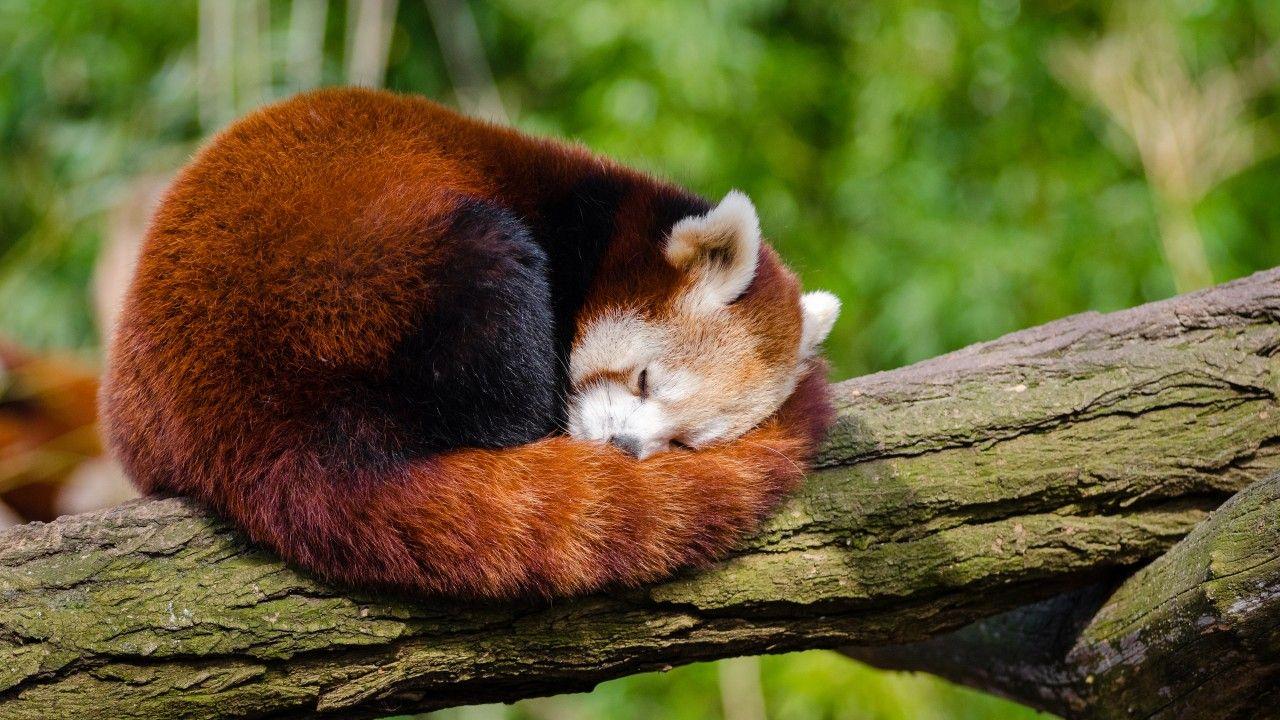 1280x720 Cute Red Panda Sleeping