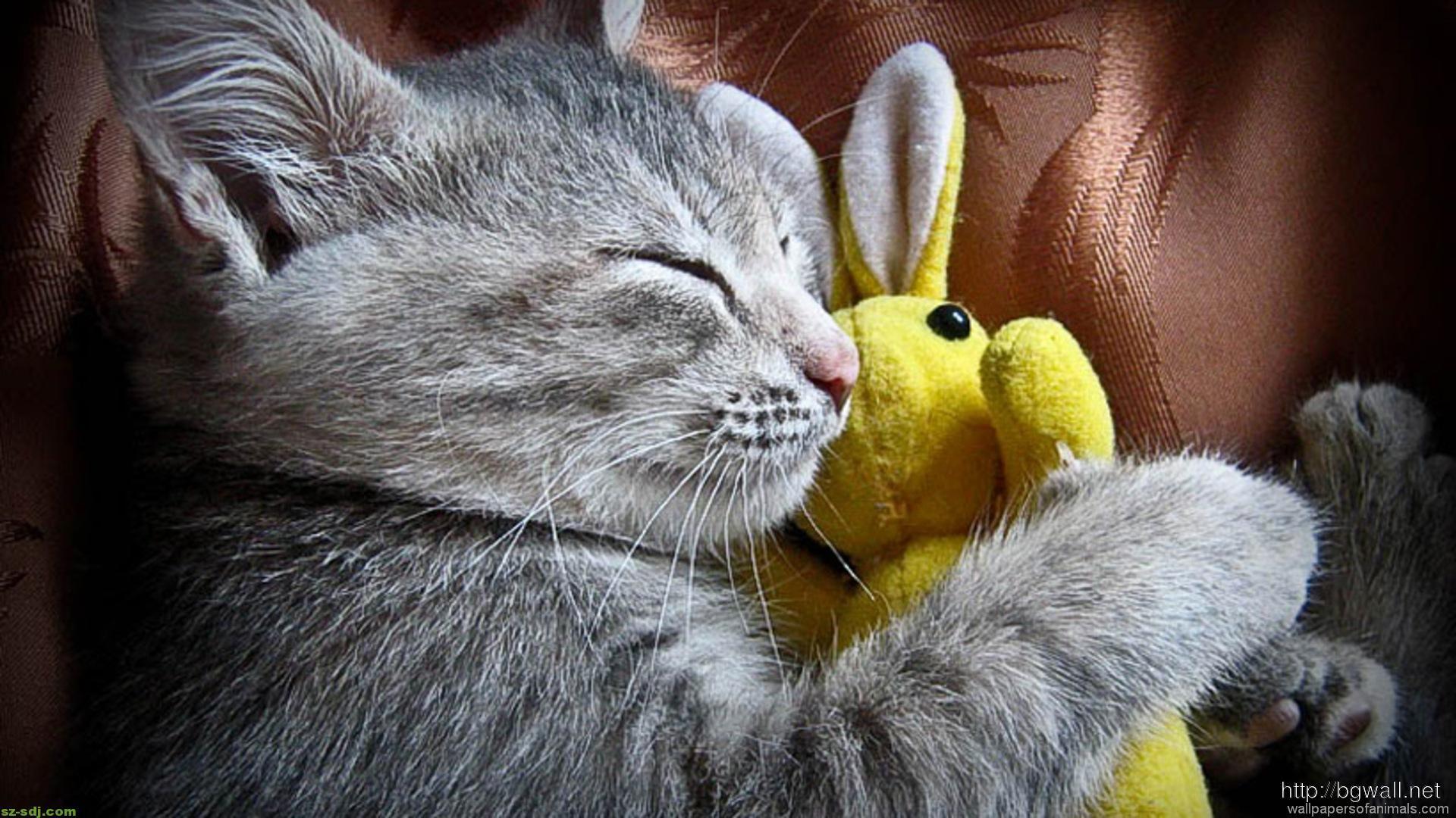1920x1080 A Cute Cat Sleep With Her Bunny Wallpaper Image Widescreen