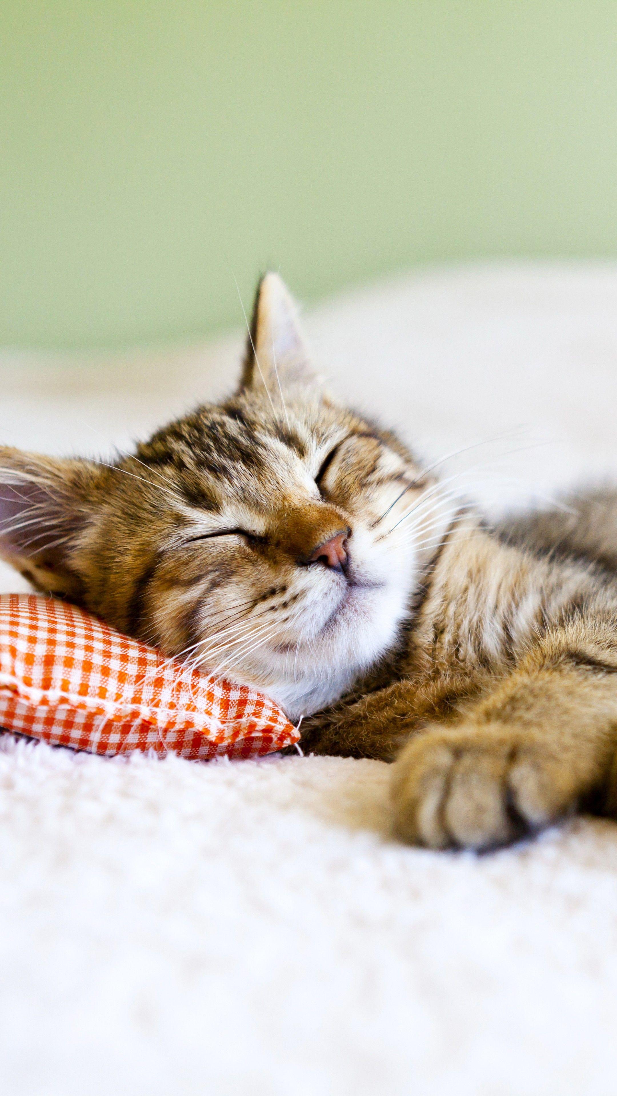 Sleeping Cat Wallpapers - Top Free Sleeping Cat Backgrounds ...