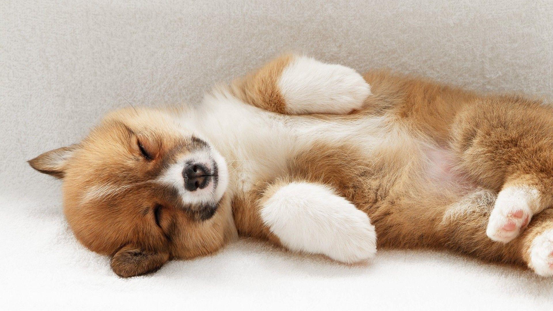 1920x1080 Sleeping Corgi Dog Wallpaper 49393 1920x1080px