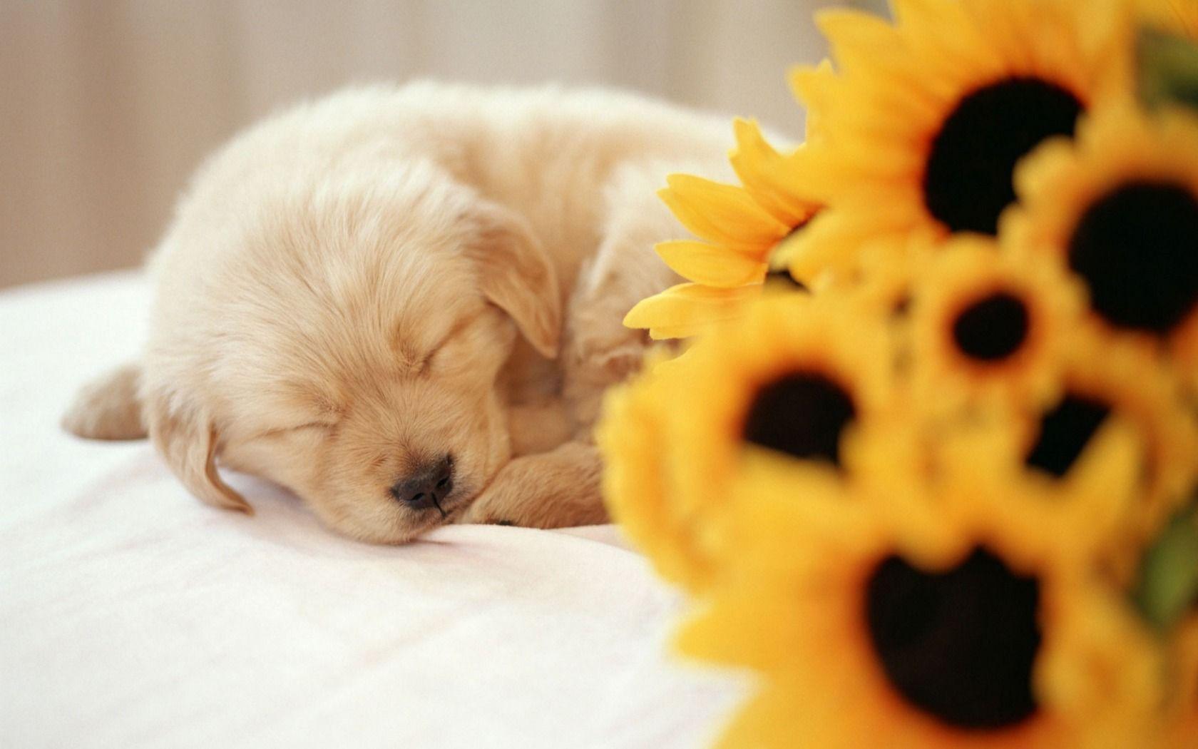1680x1050 Sleeping puppy wallpaper. Sleeping puppy