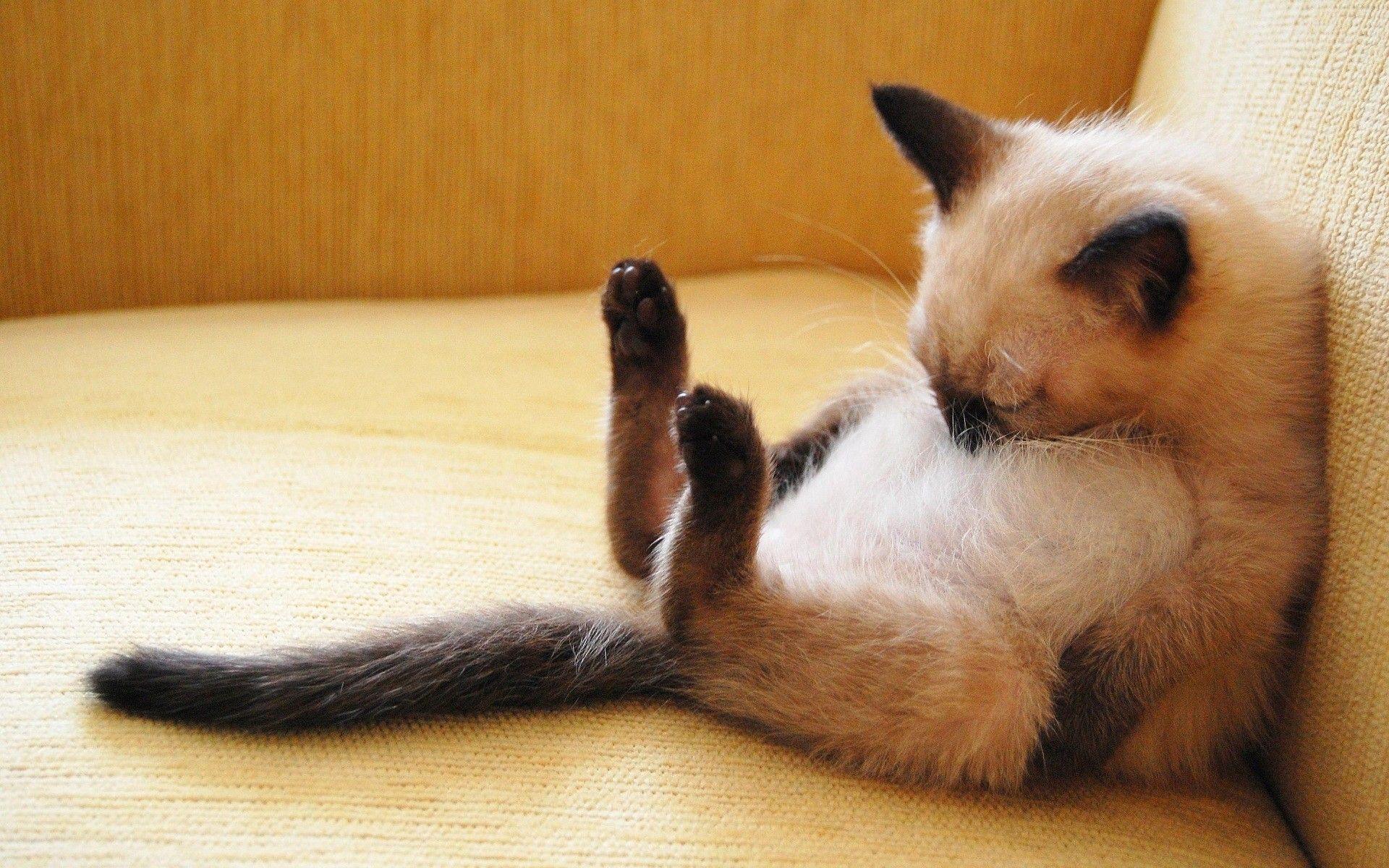 1920x1200 Cat Wallpaper Siamese, Animals, cats, Sleeping, Cute, Pets