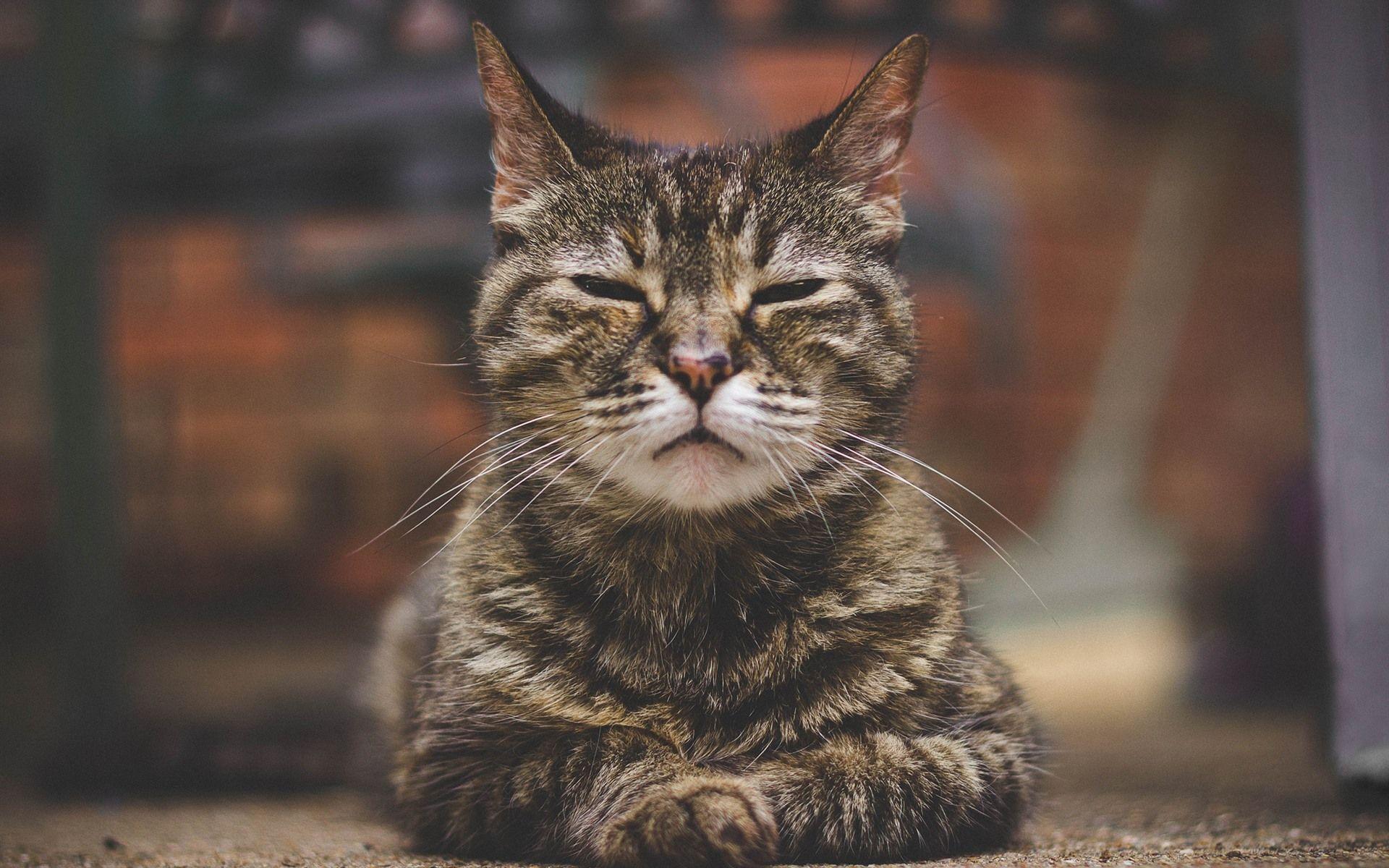 1920x1200 Wallpaper Gray cat sleeping, front view 1920x1200 HD Picture, Image