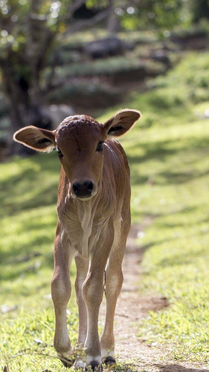 Baby Cow iPhone Wallpapers - Top Free Baby Cow iPhone Backgrounds -  WallpaperAccess