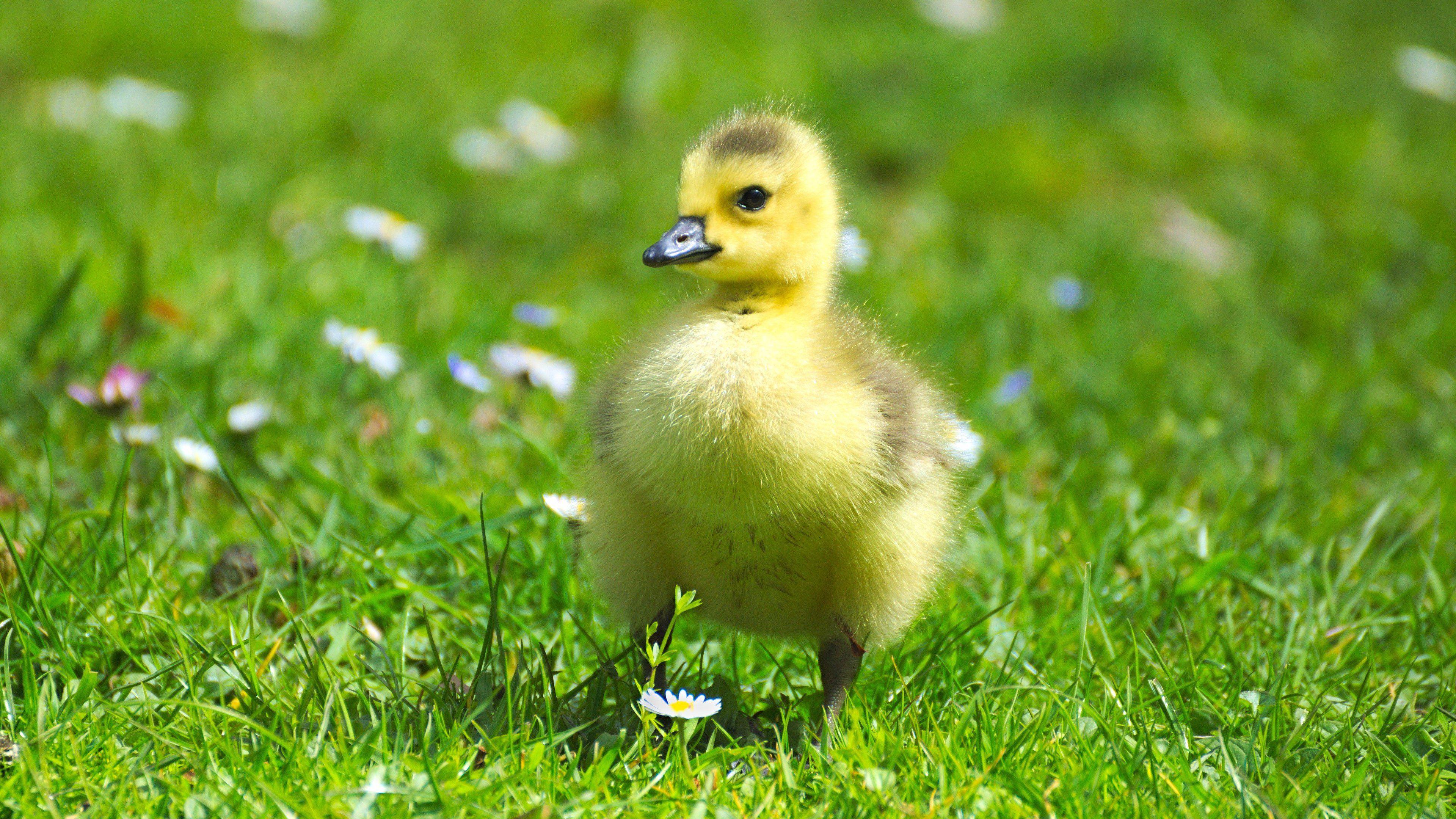 3840x2160 Fluffy Baby Goose Wallpaper, Android & Desktop Background