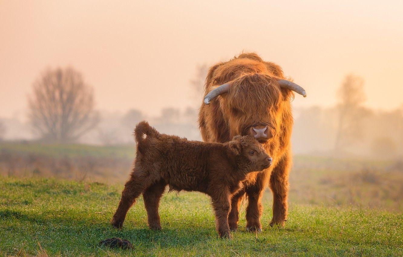 1332x850 Wallpaper field, baby, calf, Scottish .