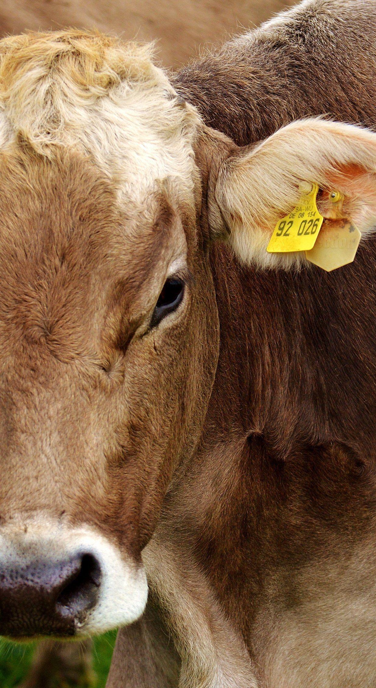 1235x2256 Cow Wallpaper