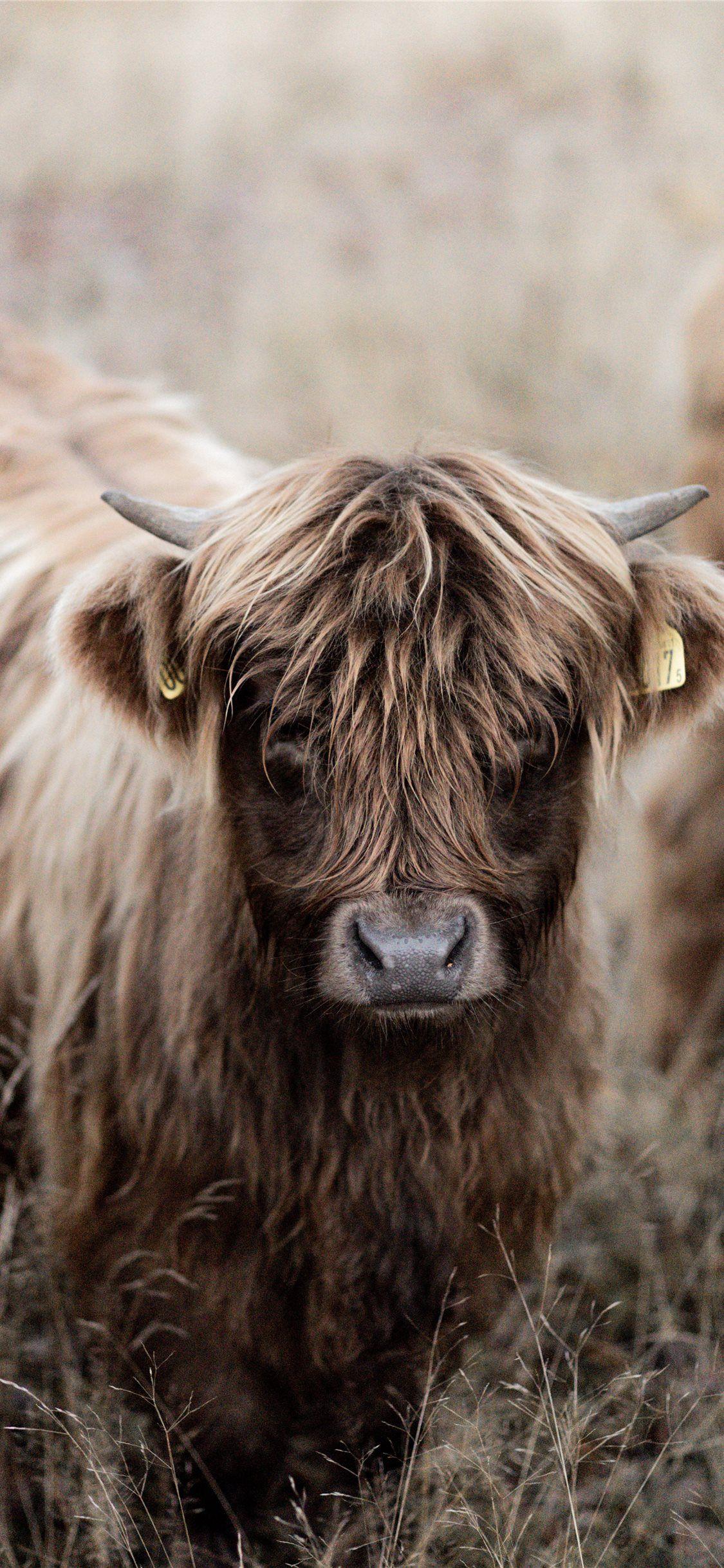1125x2436 Best Cow iPhone X HD Wallpaper