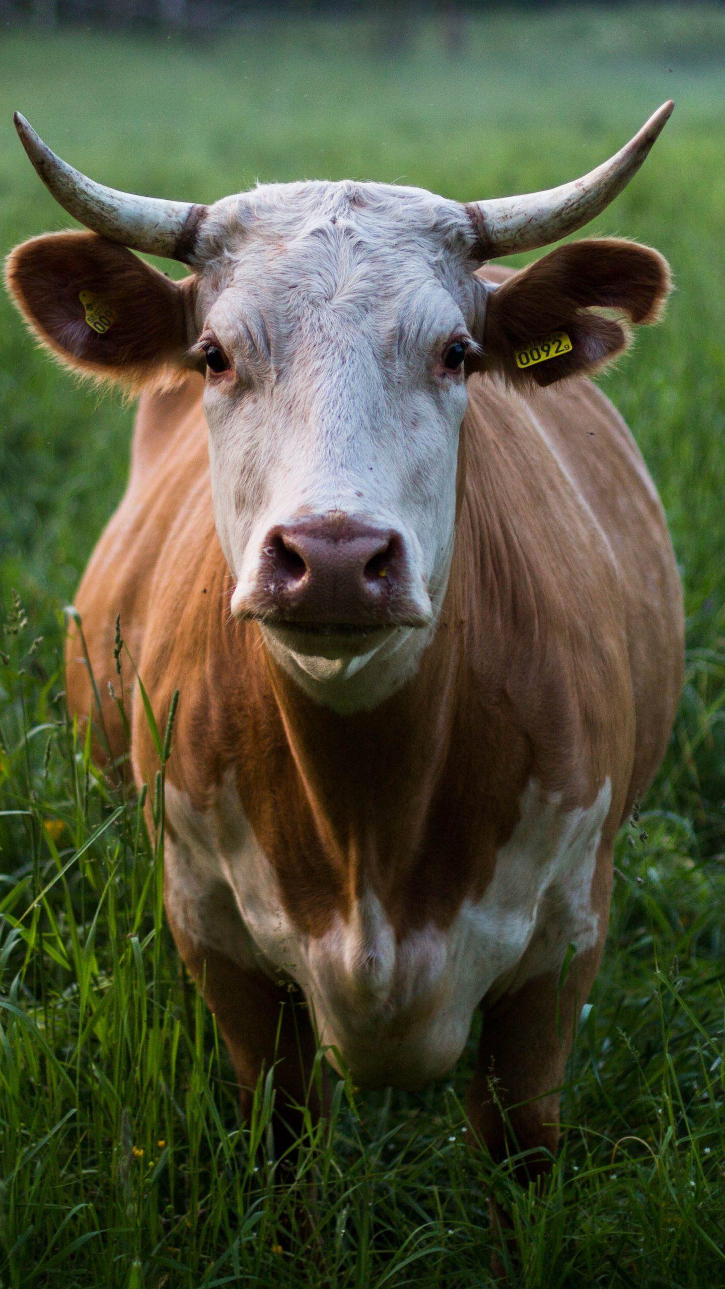 1440x2560 Wallpaper Cows