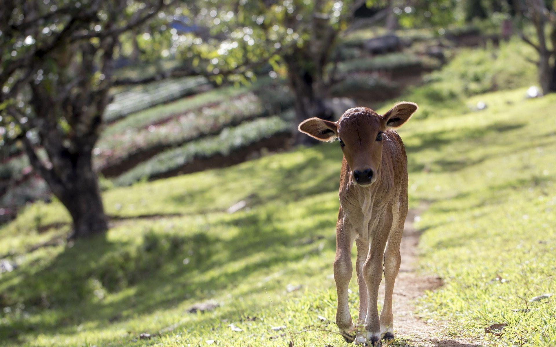 1920x1200 Cow So Lovely And Cute Animal