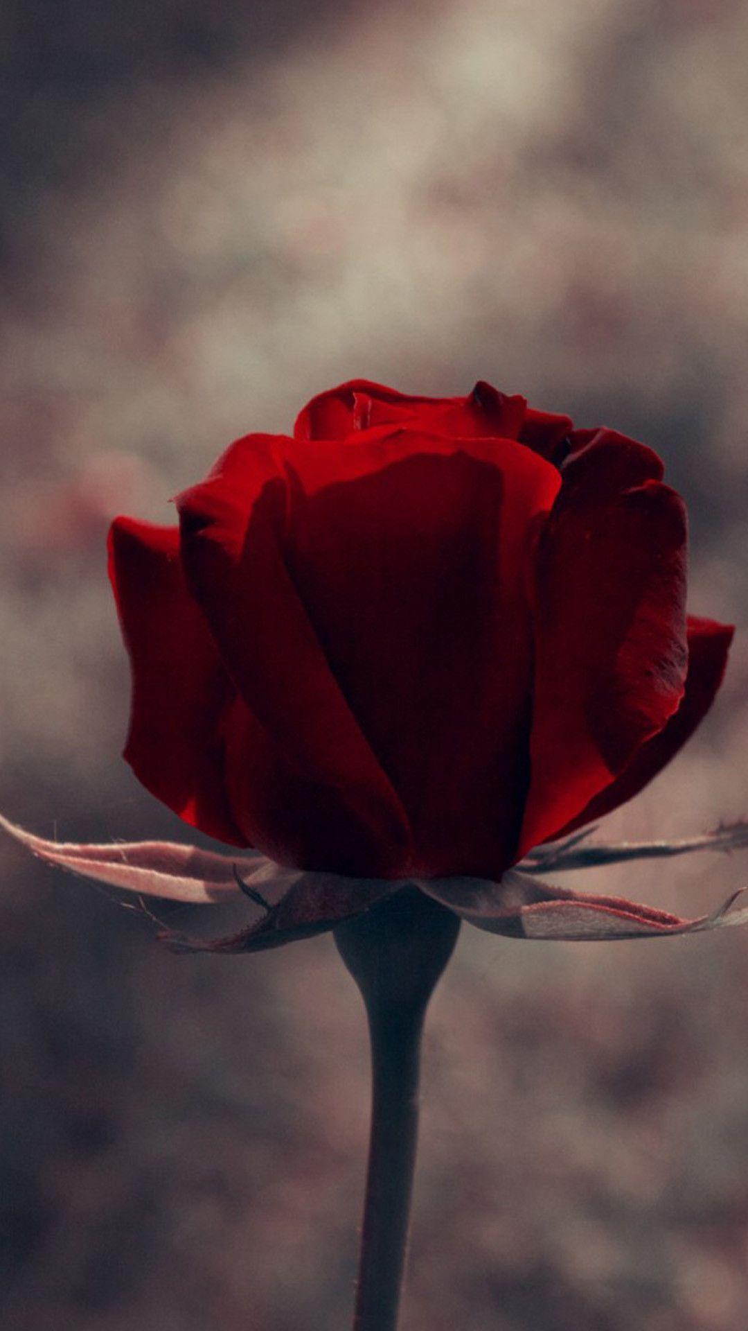 1080x1920 Red iPhone 6 Plus