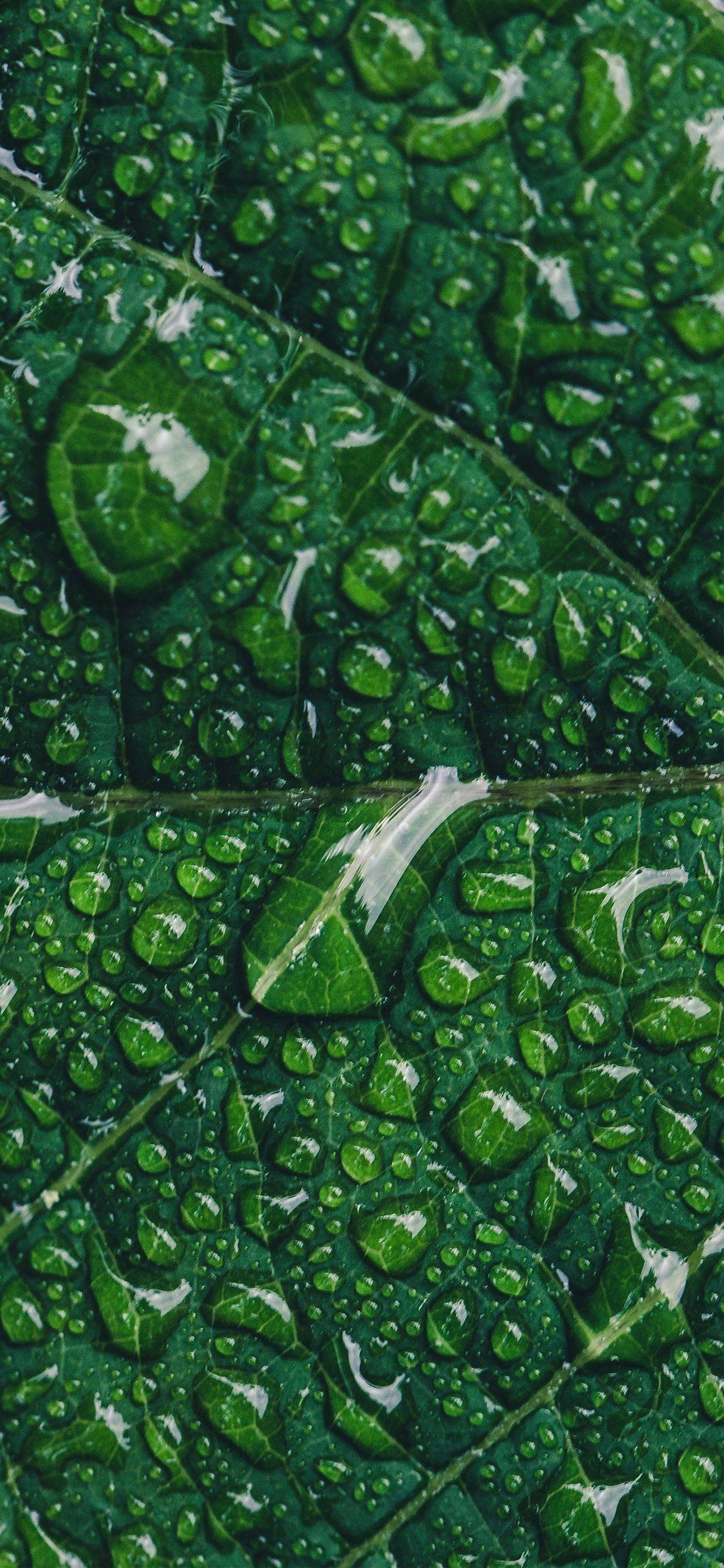 1242x2688 Aesthetic Olive Green Wallpaper