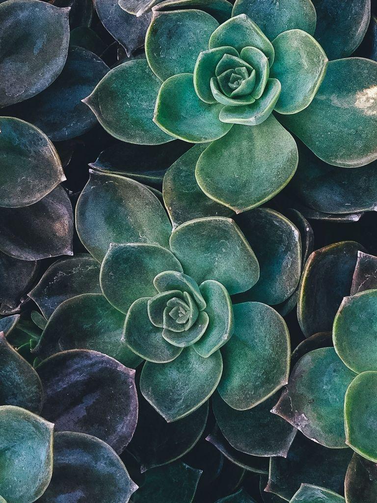 Green Aesthetic Phone Wallpapers - Top Free Green Aesthetic Phone