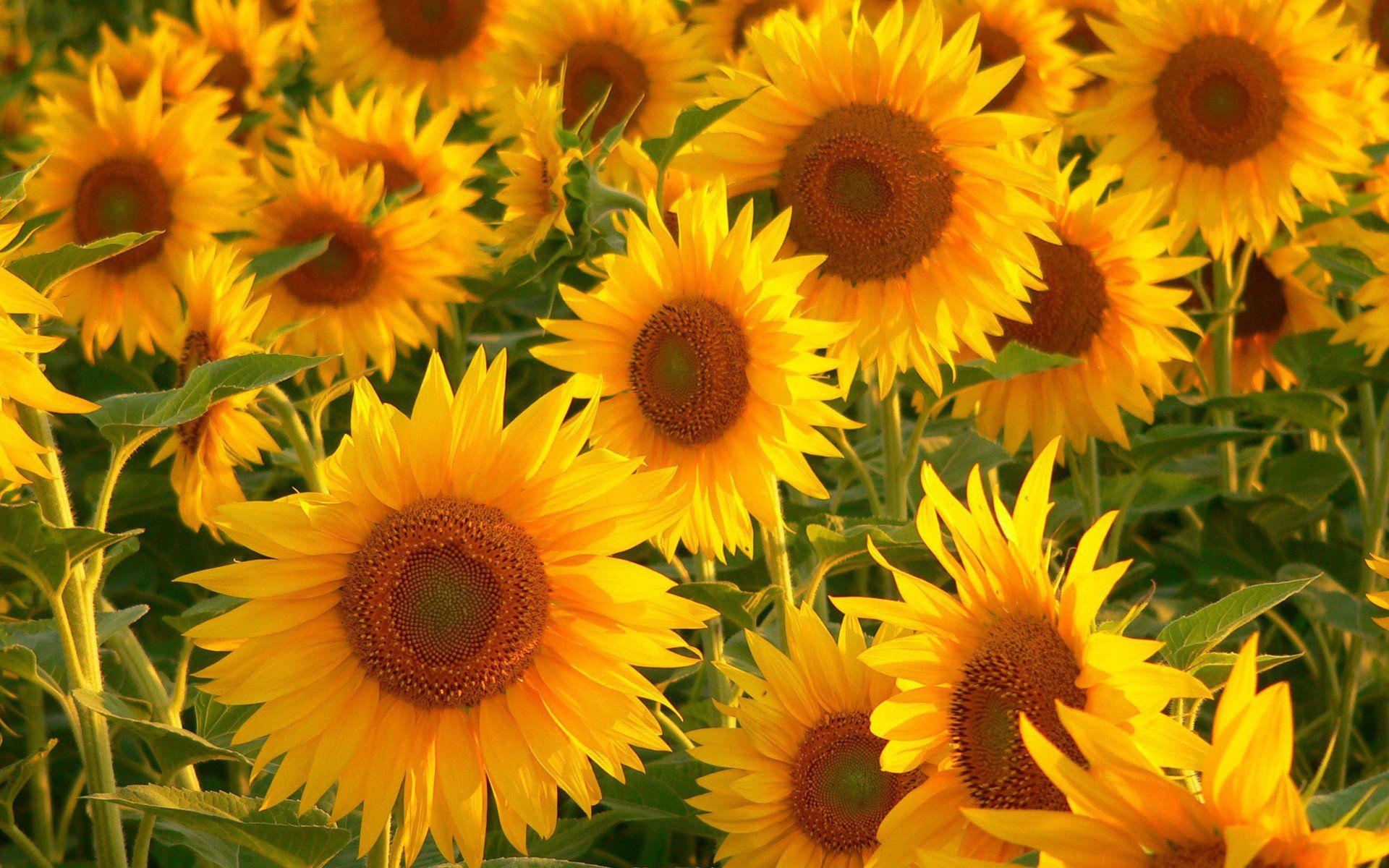 1920x1200 Yellow Aesthetic Desktop Wallpaper HD
