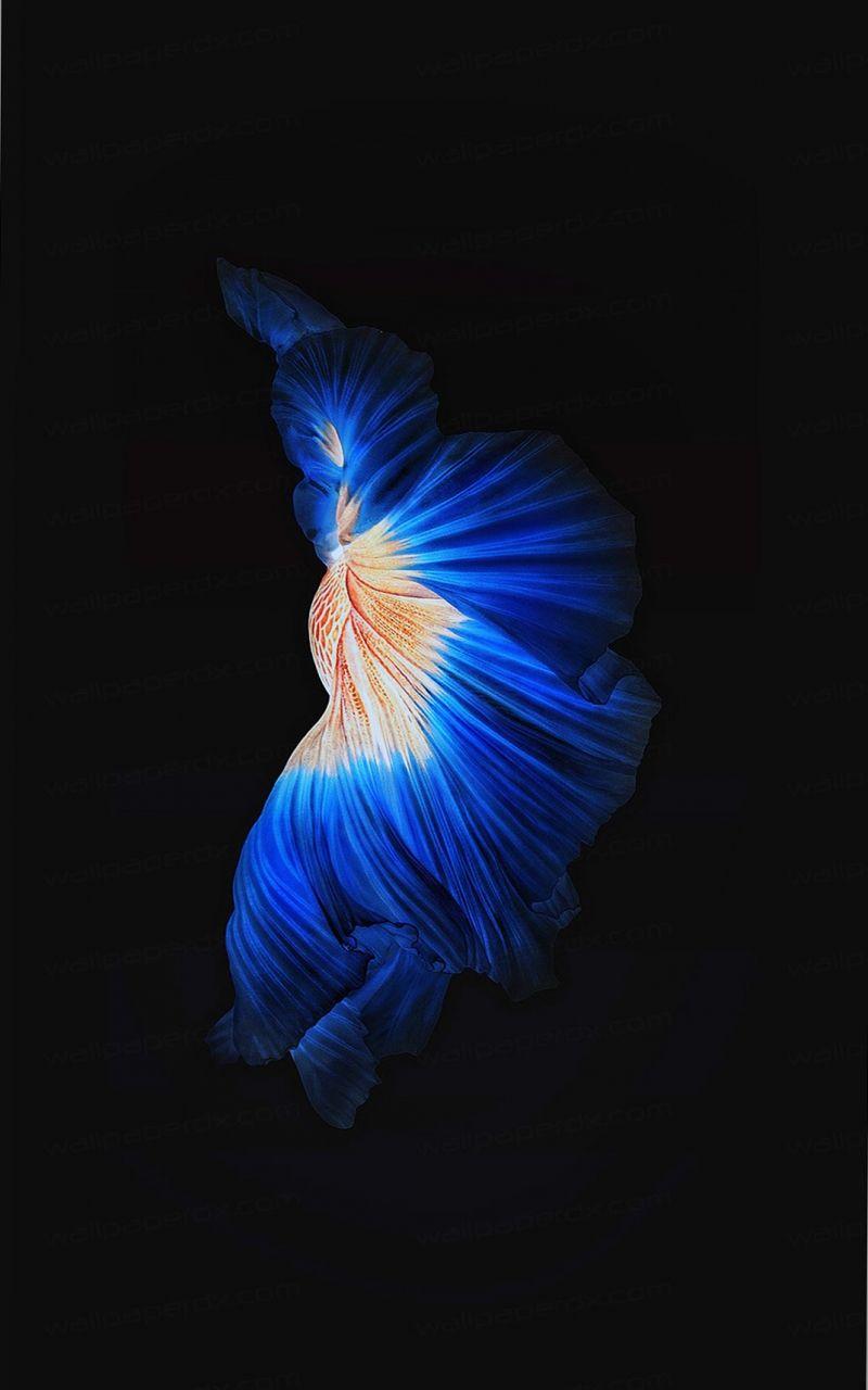 800x1280 Free download Apple Live Photo Ios9 Dark Blue iphone 6 iphone 6