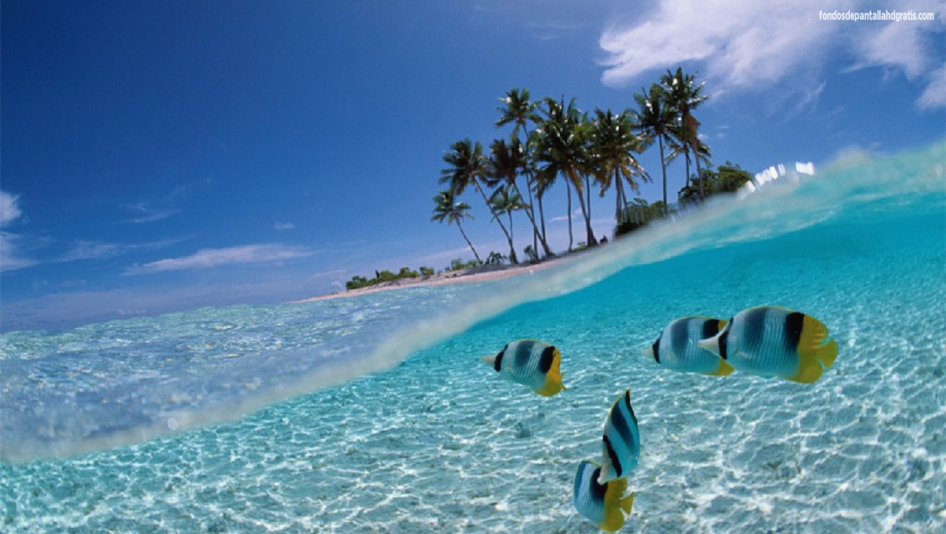 1360x768 HD Tropical Fish Wallpaper (1360x768)