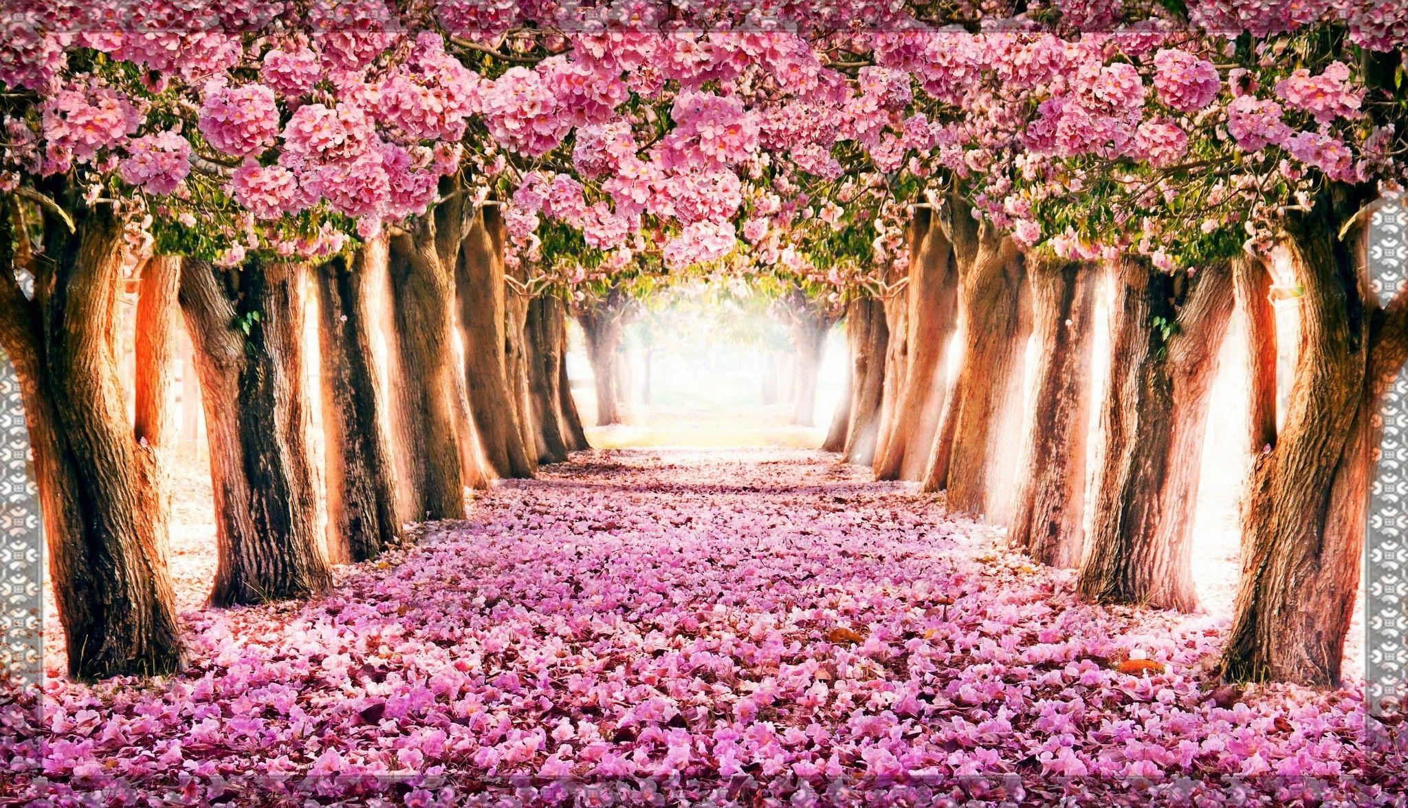2048x1175 Spring Wallpaper Computer