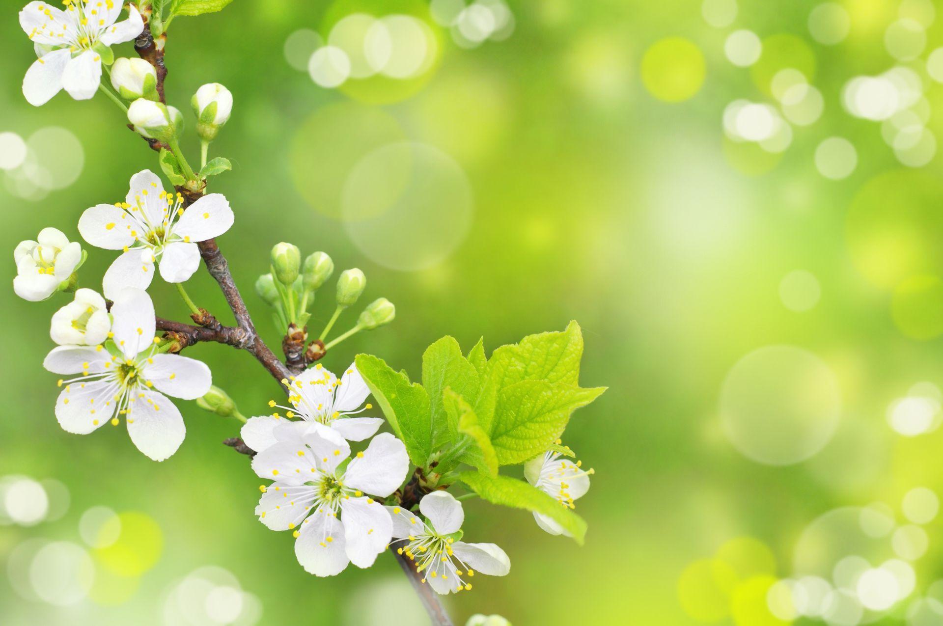 1920x1275 Free Spring Desktop Wallpaper. Spring Free Wallpaper, Free