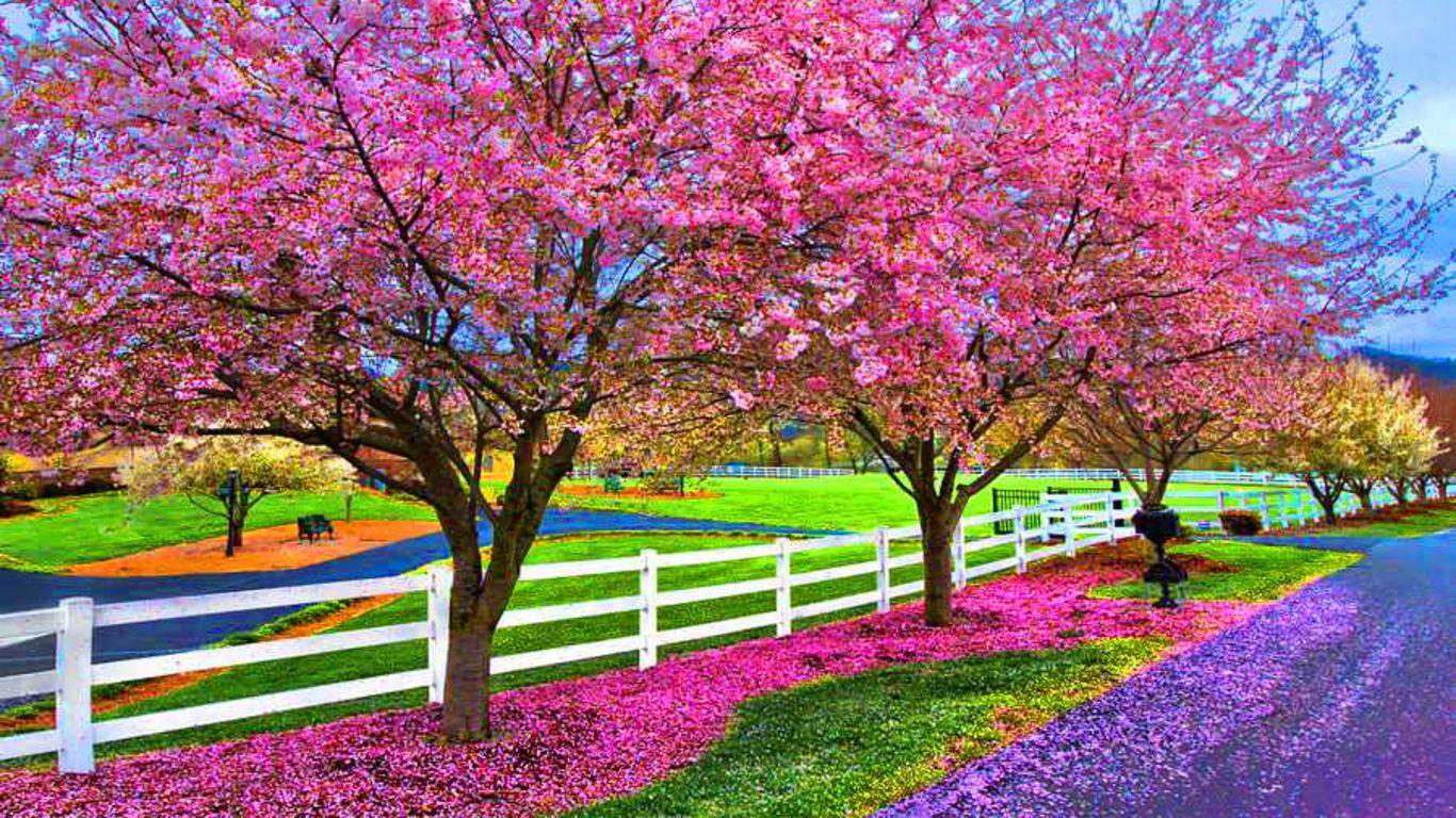 1366x768 Spring Wallpaper For Computer