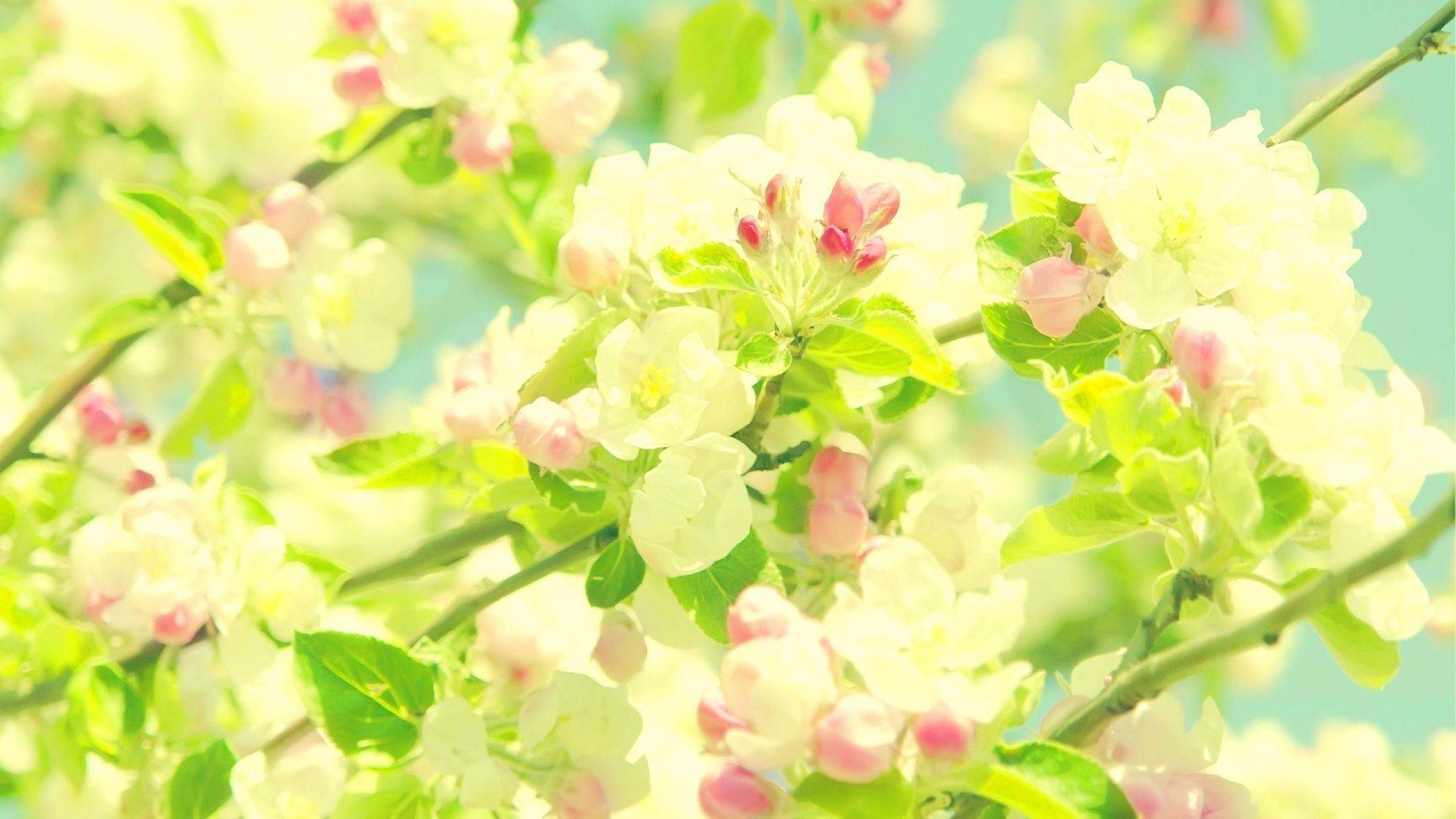 1920x1080 Springtime Wallpaper