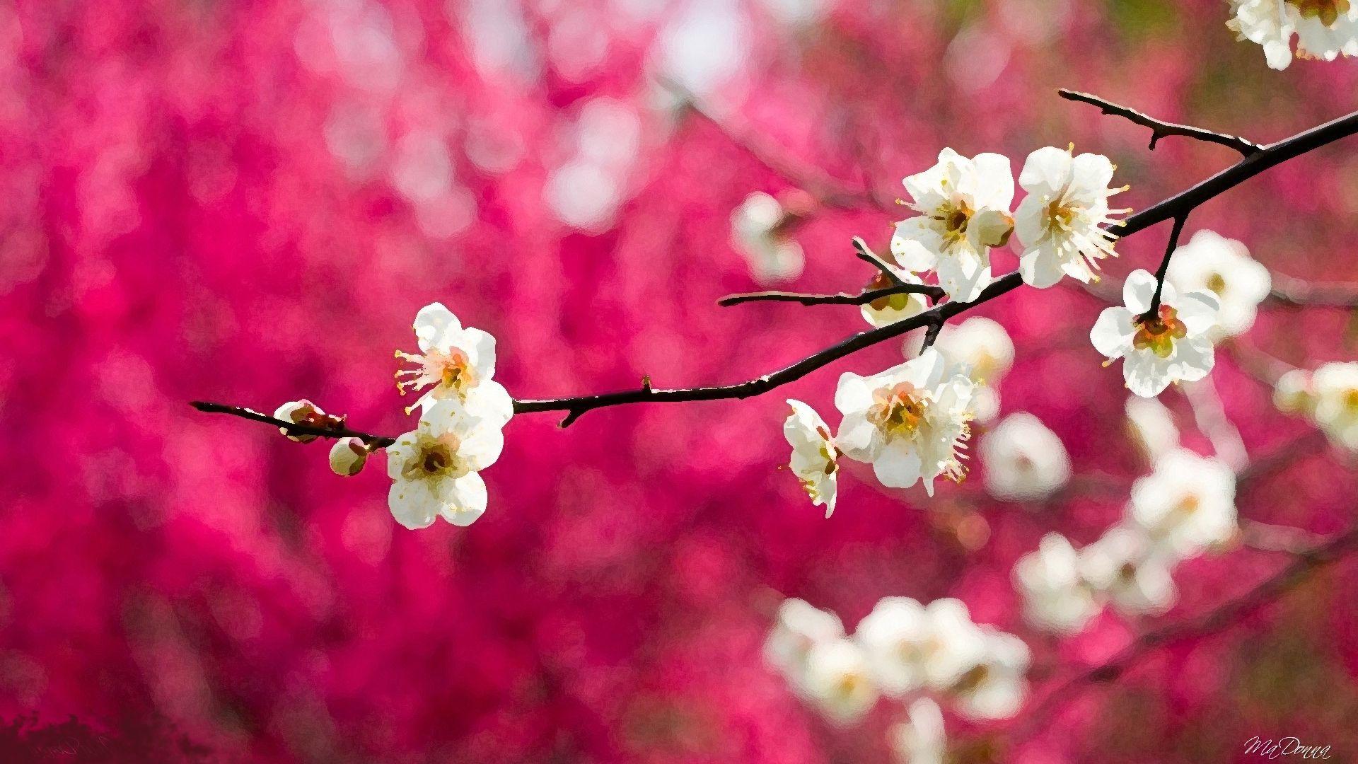 1920x1080 Free download Painted Cherry Blossoms Wide Desktop Background