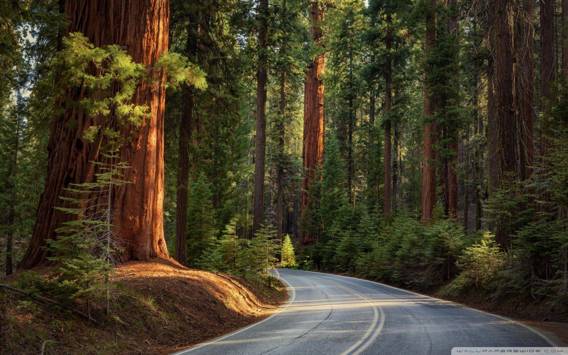 Pine Forest Wallpaper Widescreen