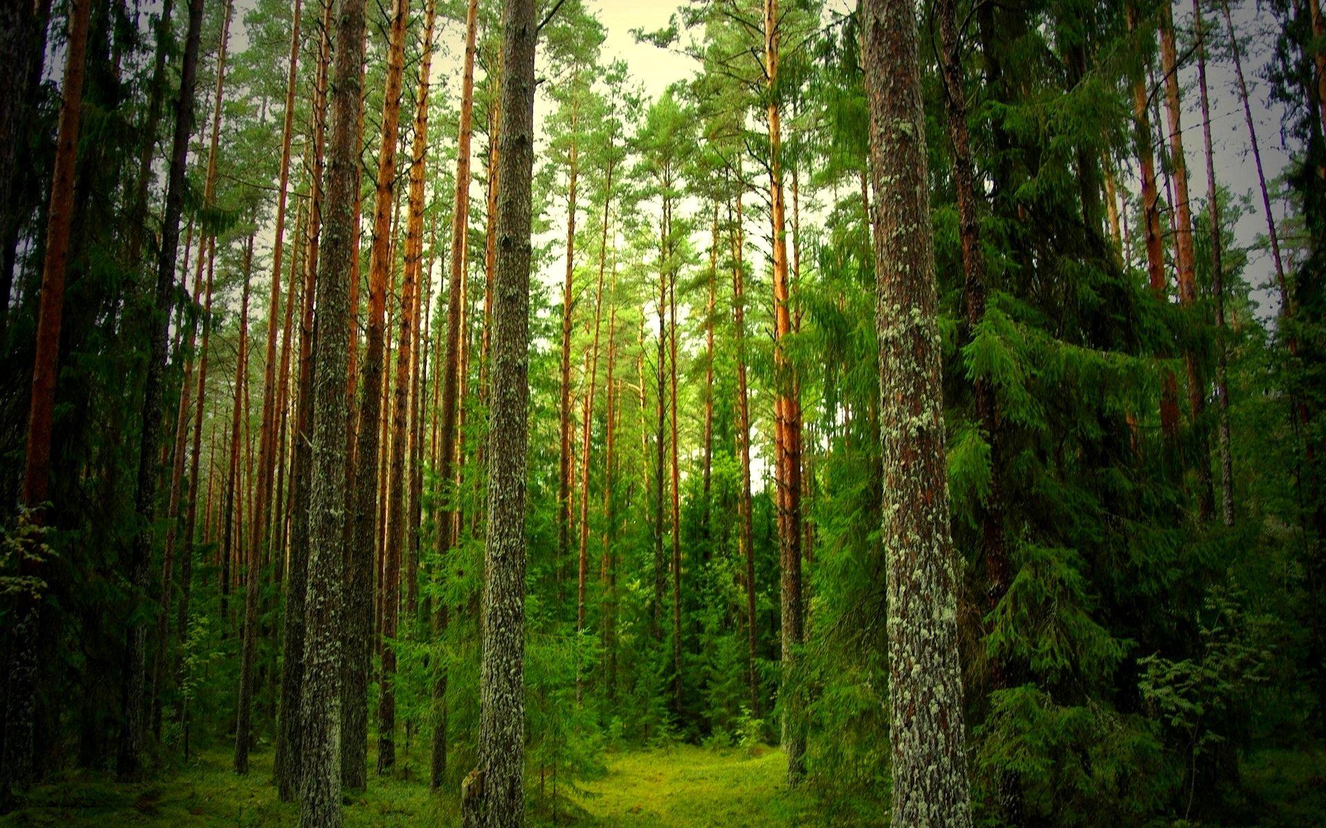 1920x1200 Best HD Fantastic Pine Forest Wallpaper