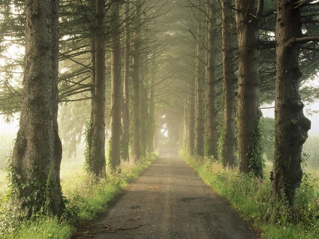 1024x768 Forest: Trees Way Pine Forests Nature Forest Wallpaper 1920x1080 HD