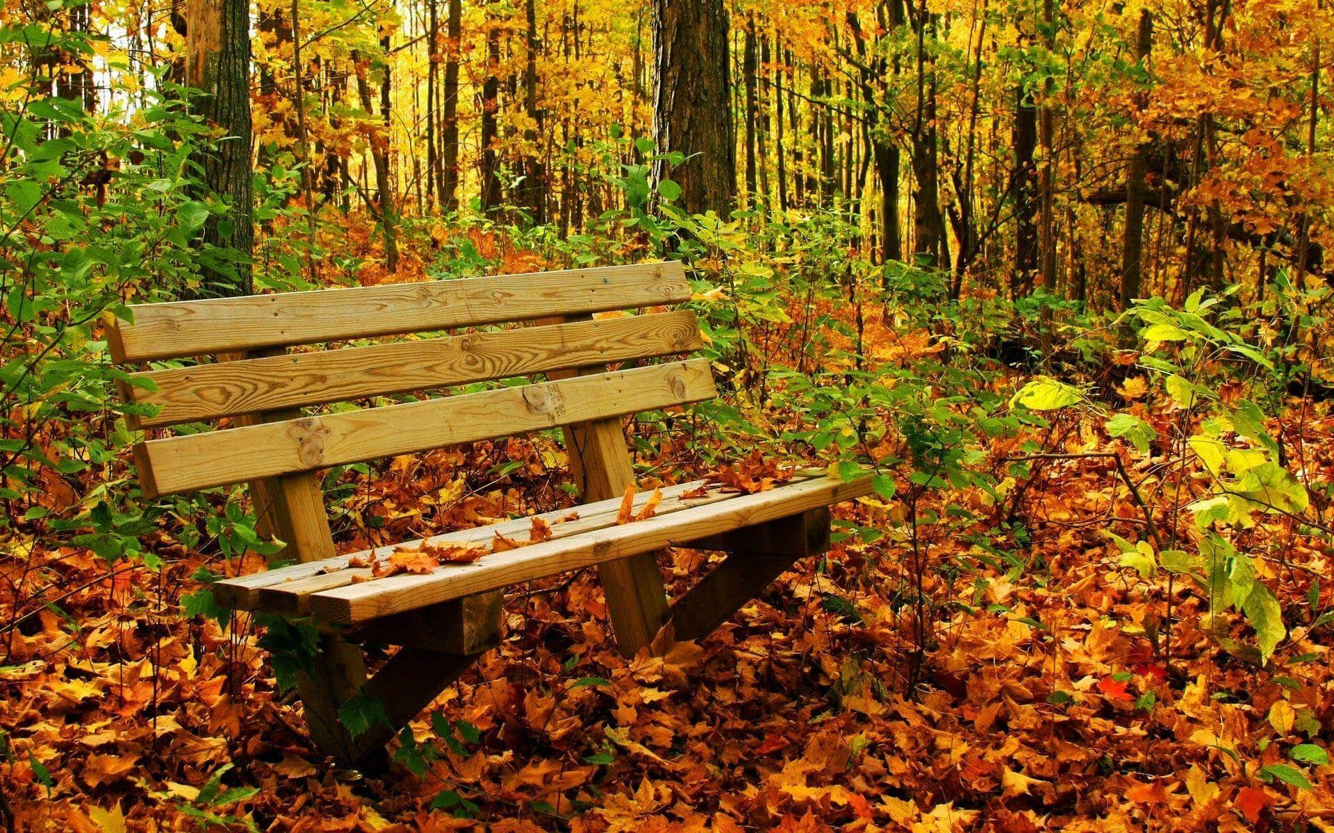1920x1200 Wonderful nature of Rush forest in Mazandaran. Desktop wallpaper