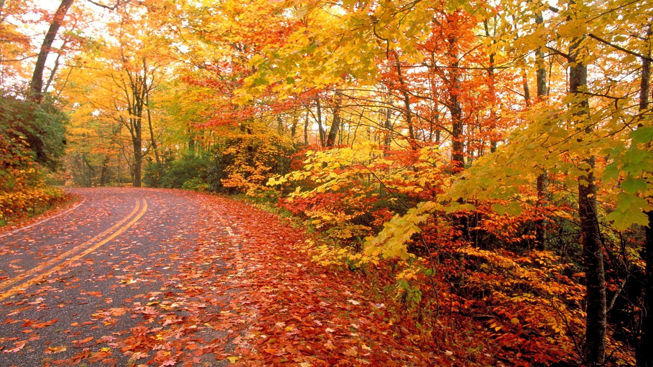 2120x1192 Free download Nature Fall Road HD wallpaper in Landscape