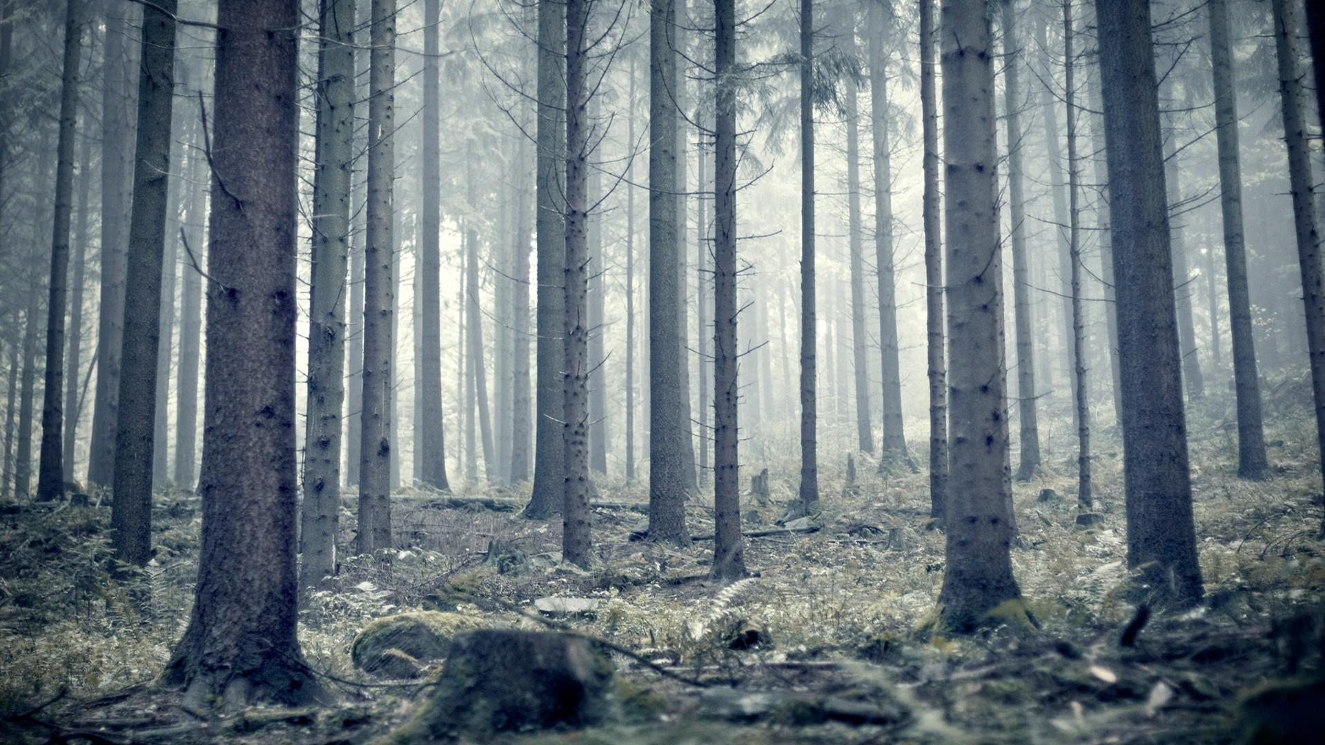 1920x1080 Nature trees pine forest wallpaper