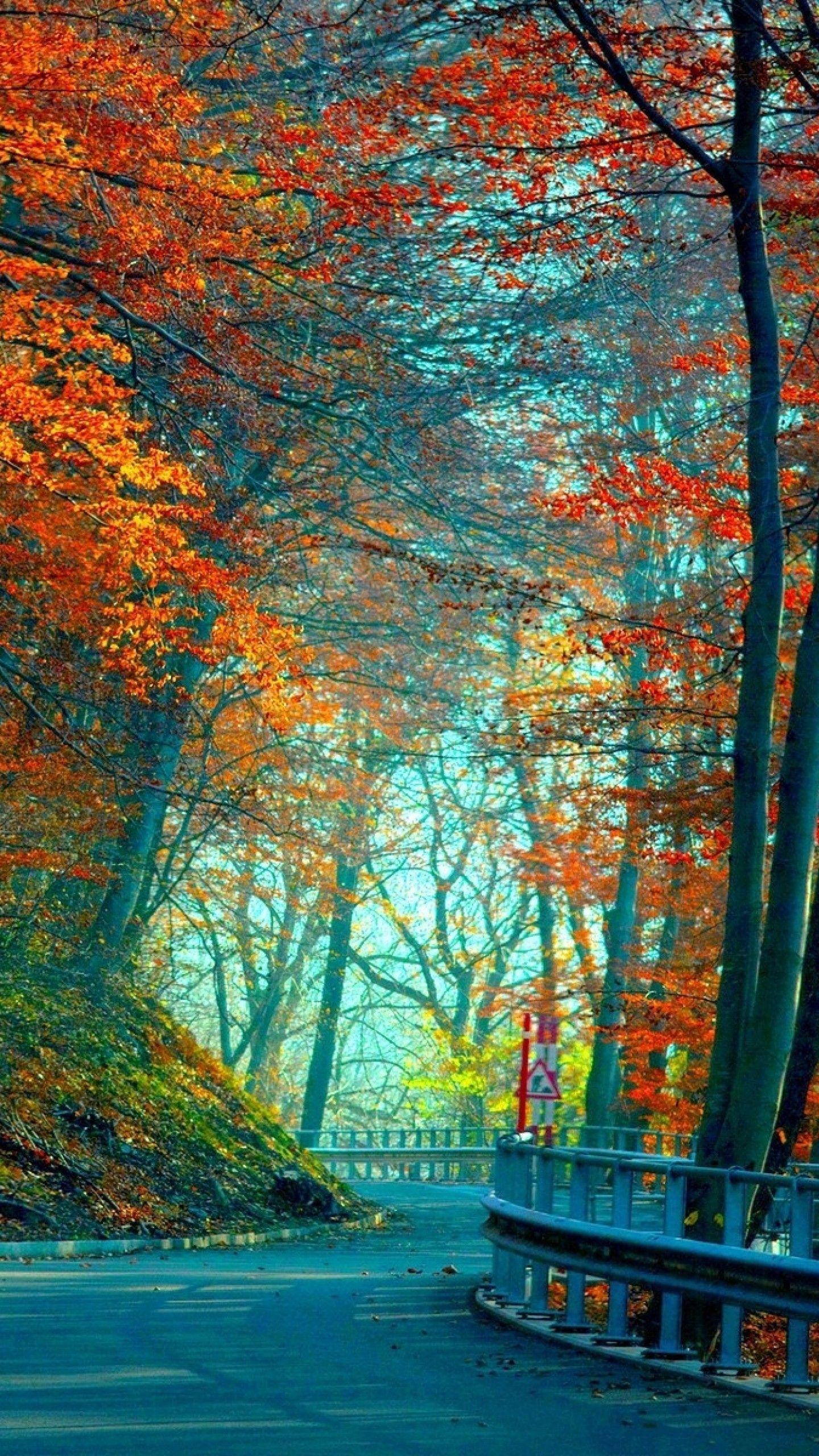 1440x2560 Wood Bridge in Autumn Forest Best HD Wallpaper For iPhone and. Tree road wallpaper, iPhone wallpaper fall, Pretty wallpaper