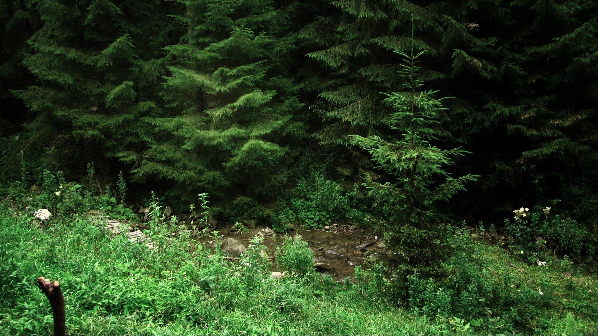 1920x1080 Grass romania lonely streams relaxing pine trees wallpaper