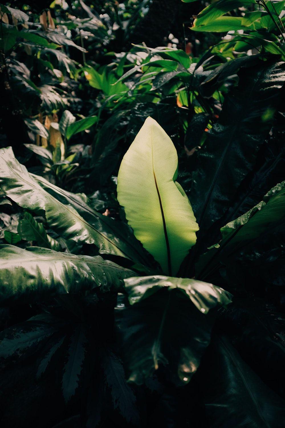 1000x1500 Jungle Flower Picture. Download Free Image