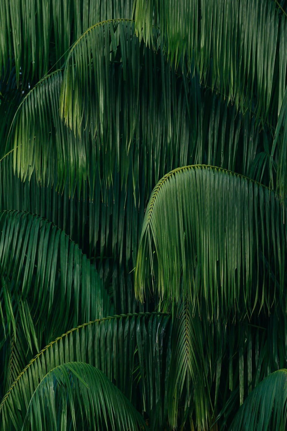 1000x1502 Rainforest & Jungle Photography. Jungle photography, Palm leaf