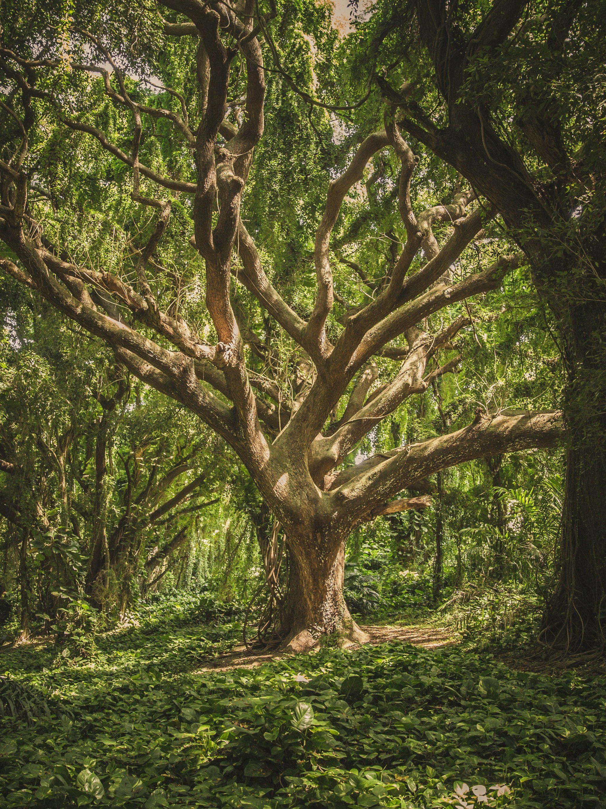 2048x2732 Jungle Tree Wallpaper, Android & Desktop Background