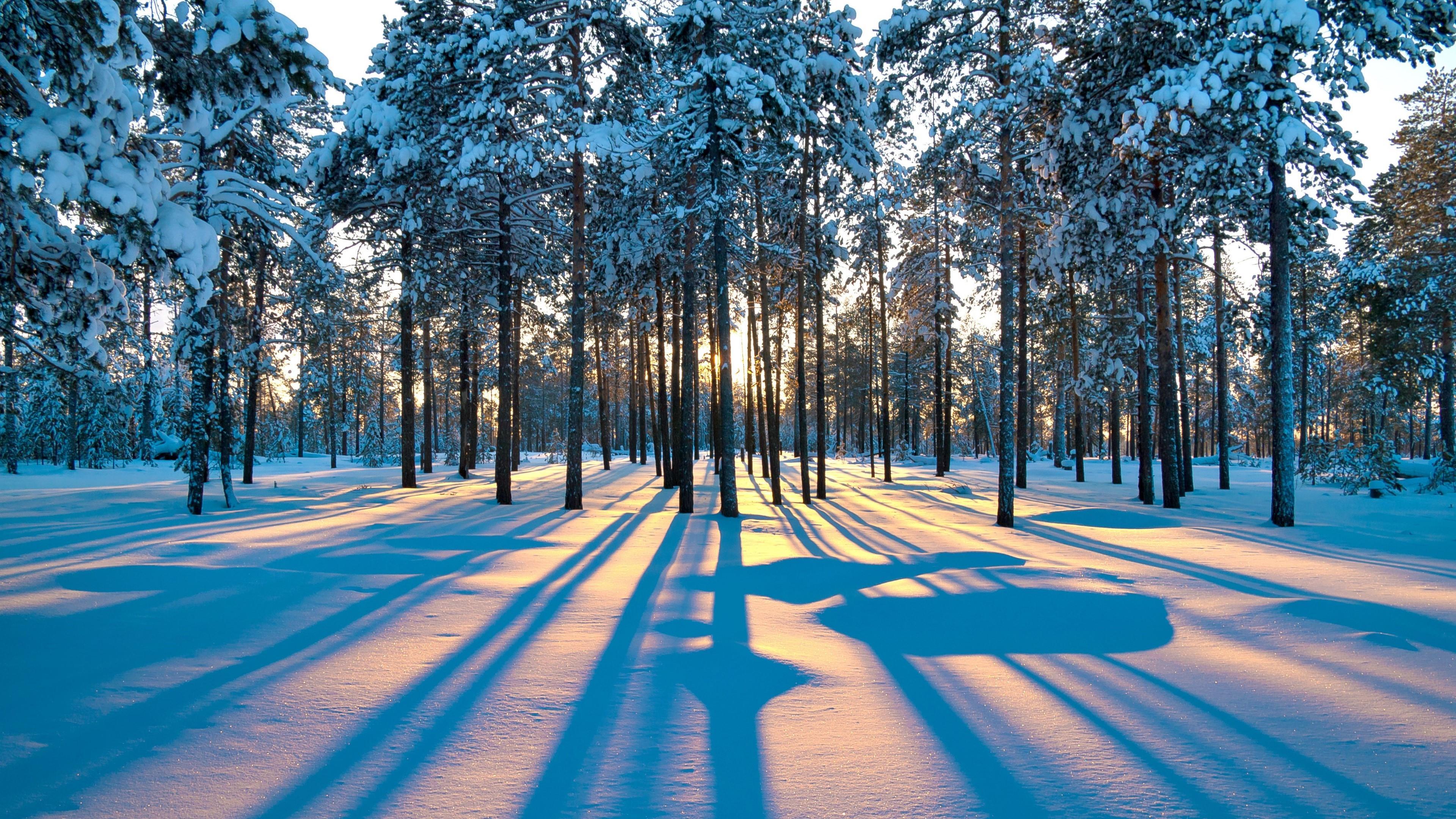 3840x2160 Pine forest Wallpaper. Wallpaper Studio 10. Tens of thousands HD