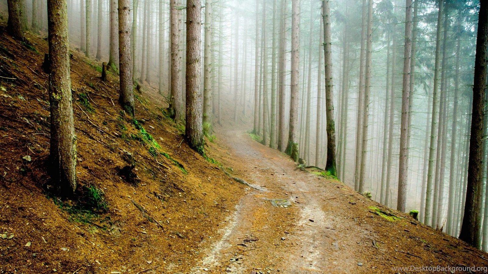 1600x900 Pine Forest Wallpaper High Quality HD 4878 HD Wallpaper Site