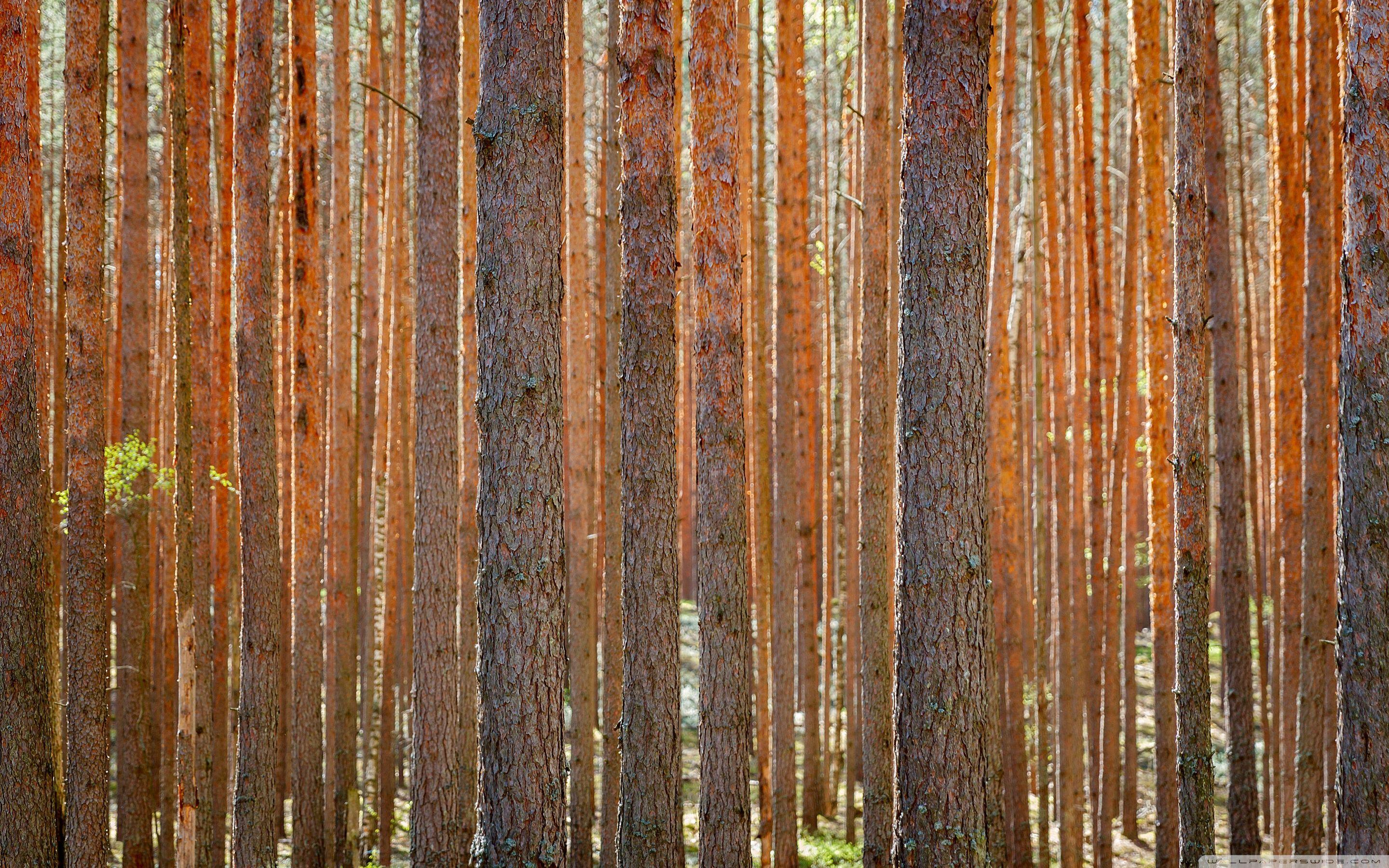 2880x1800 Pine Forest ❤ 4K HD Desktop Wallpaper for 4K Ultra HD TV • Tablet